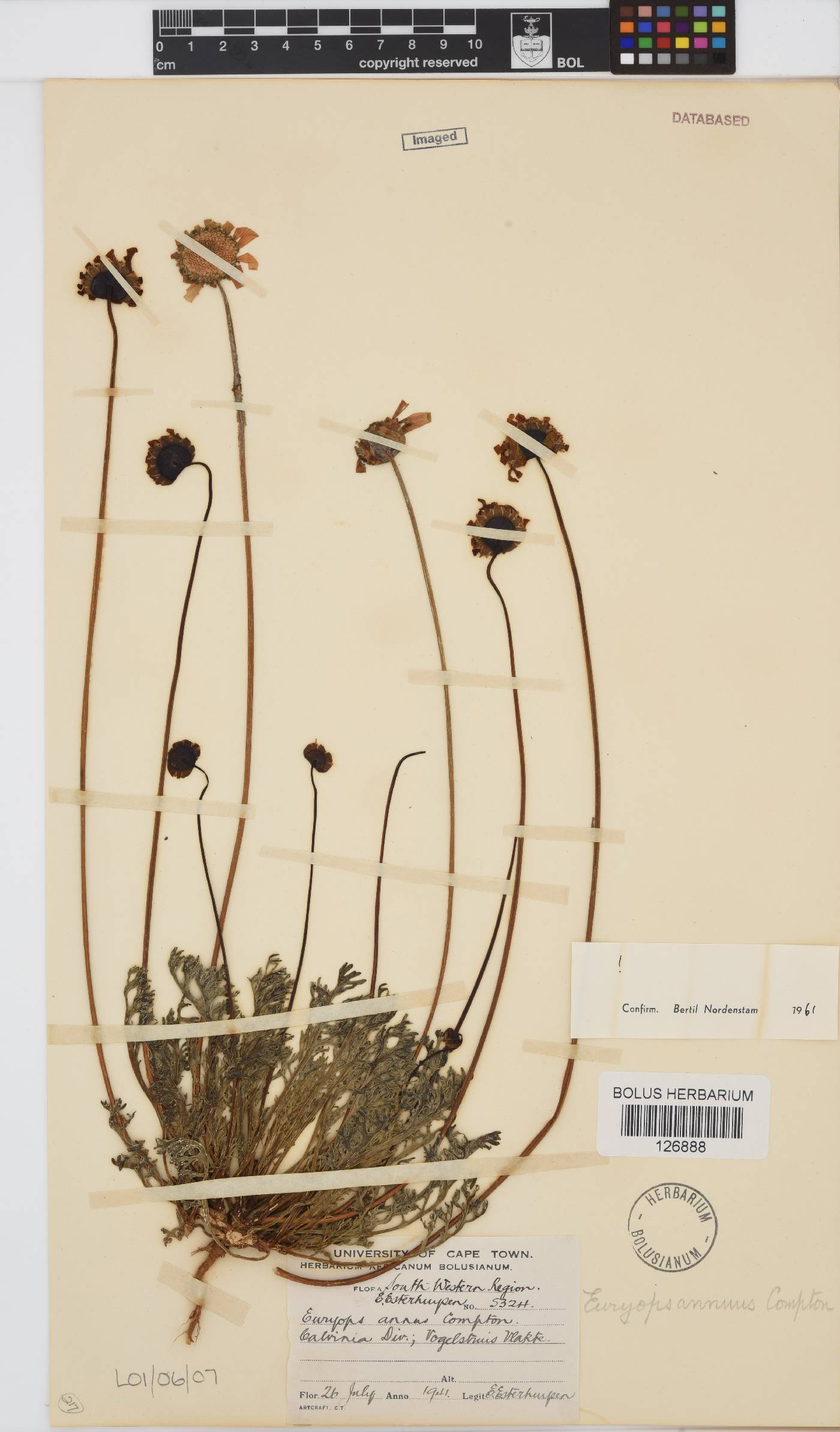 Euryops annuus image