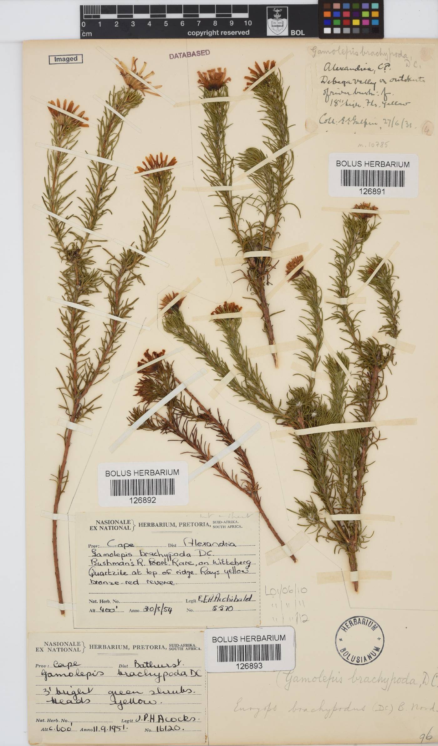 Euryops brachypodus image