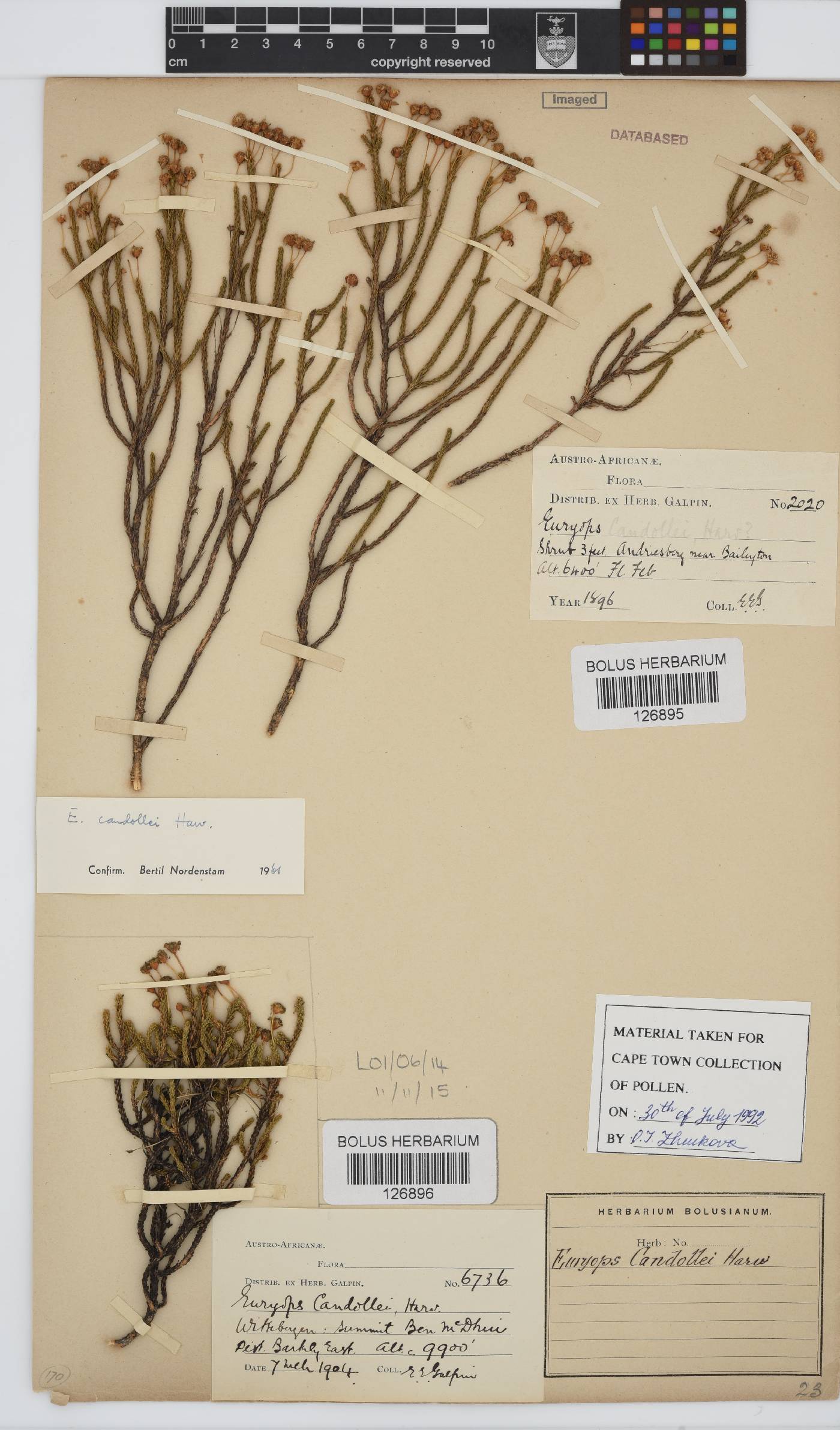 Euryops candollei image