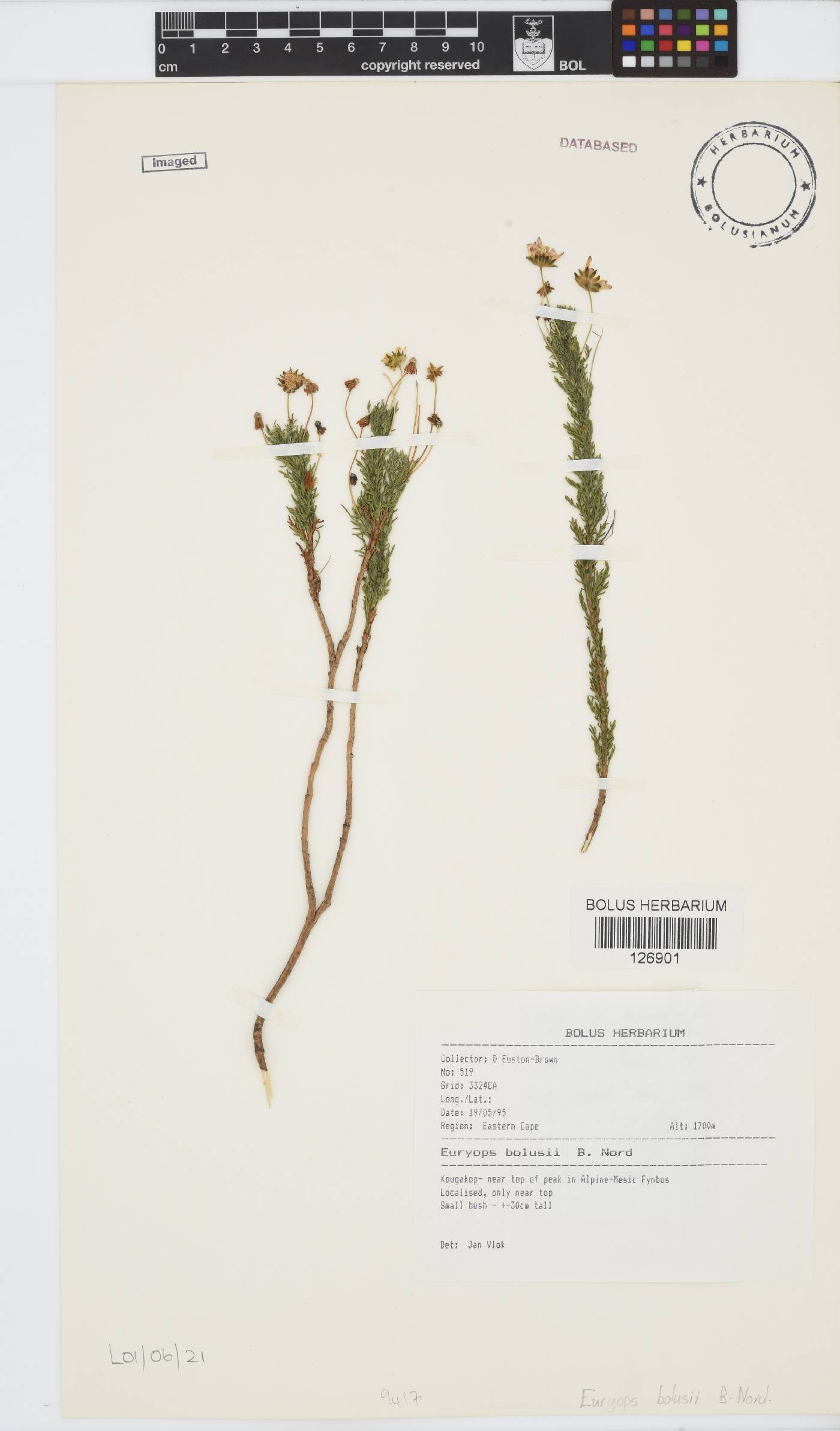 Euryops bolusii image