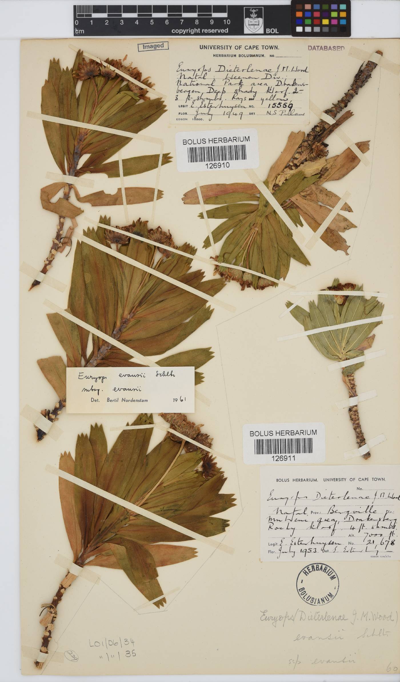Euryops evansii image