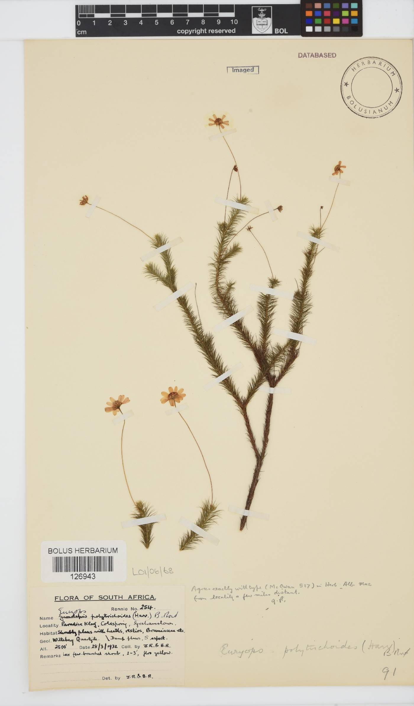Euryops polytrichoides image