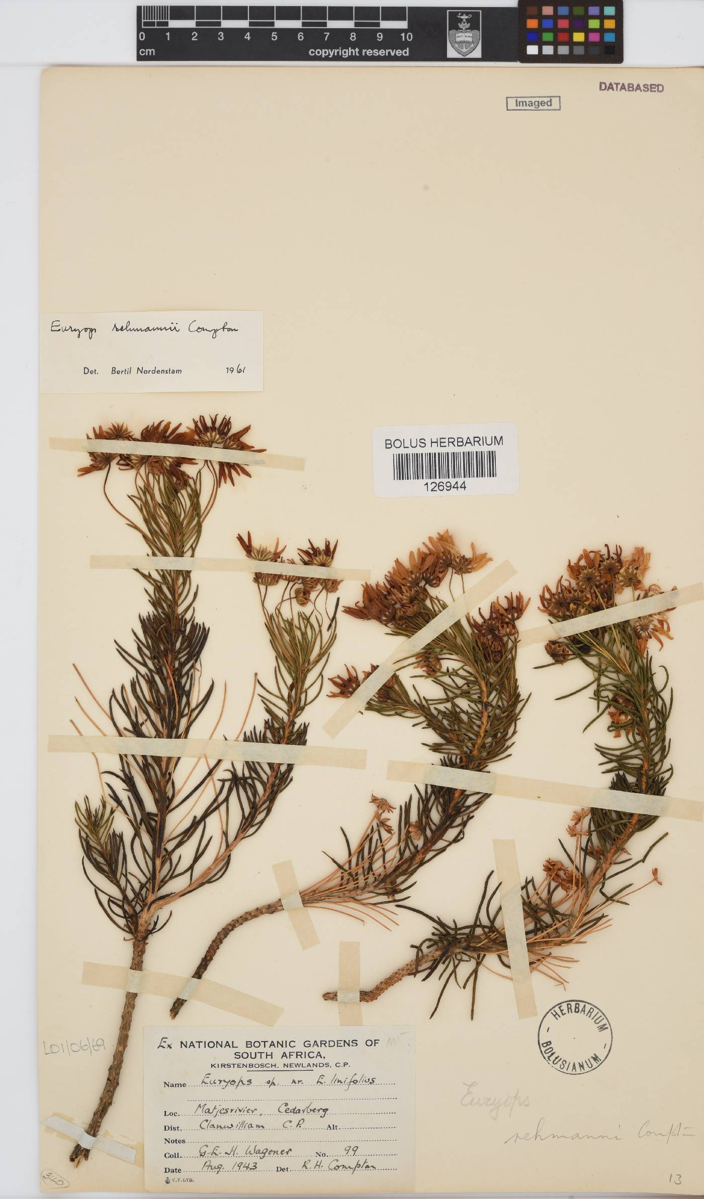 Euryops rehmannii image
