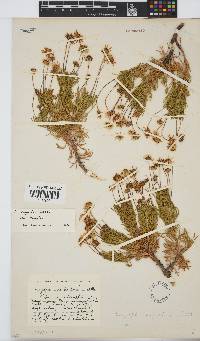 Euryops rupestris image