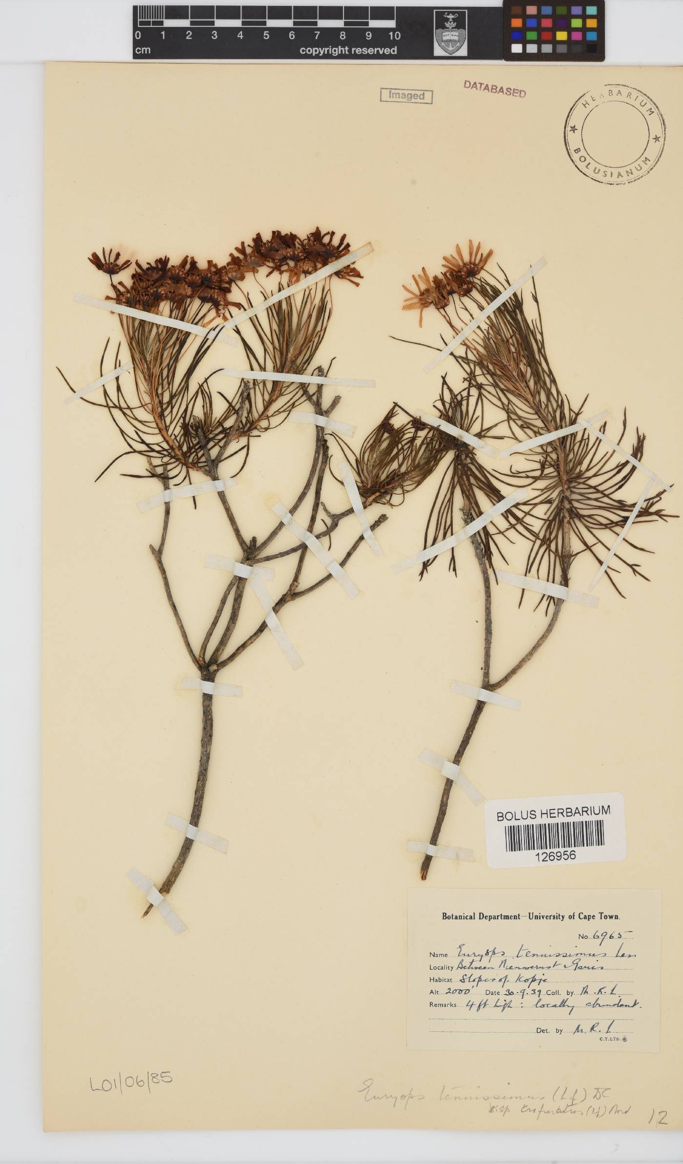 Euryops tenuissimus image