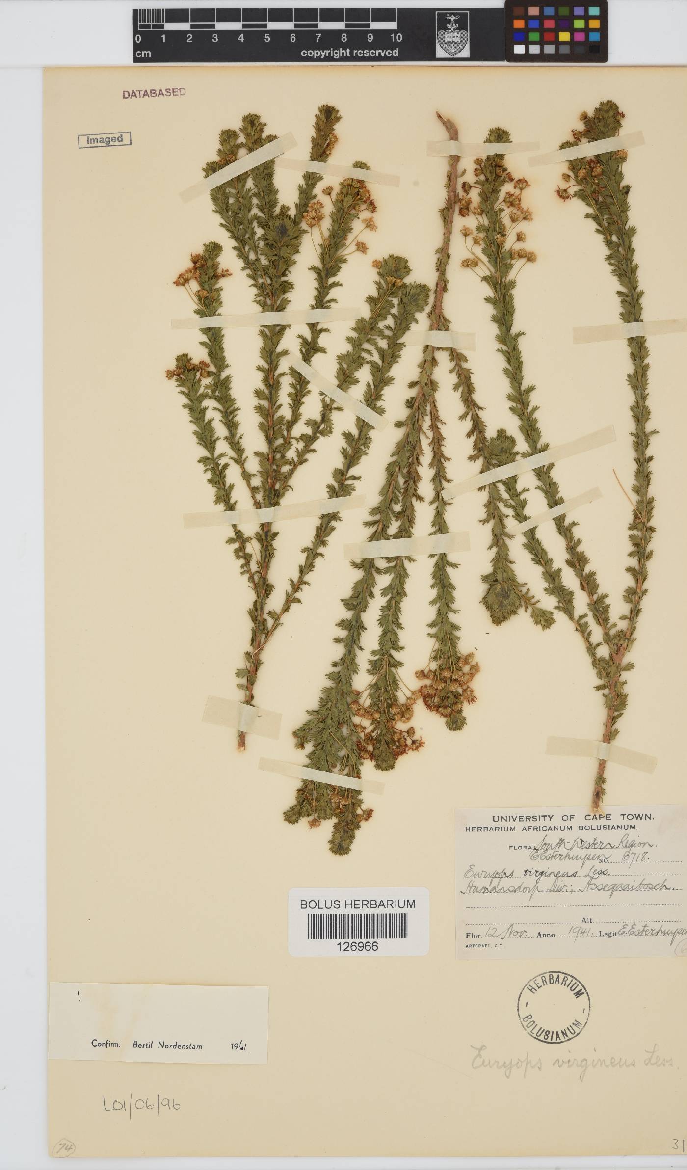 Euryops virgineus image