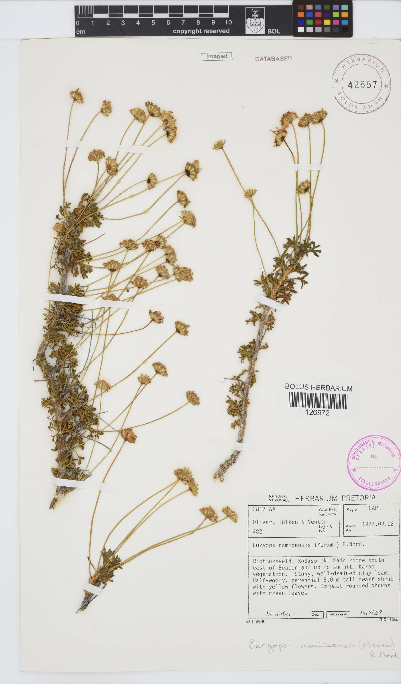 Euryops namibensis image