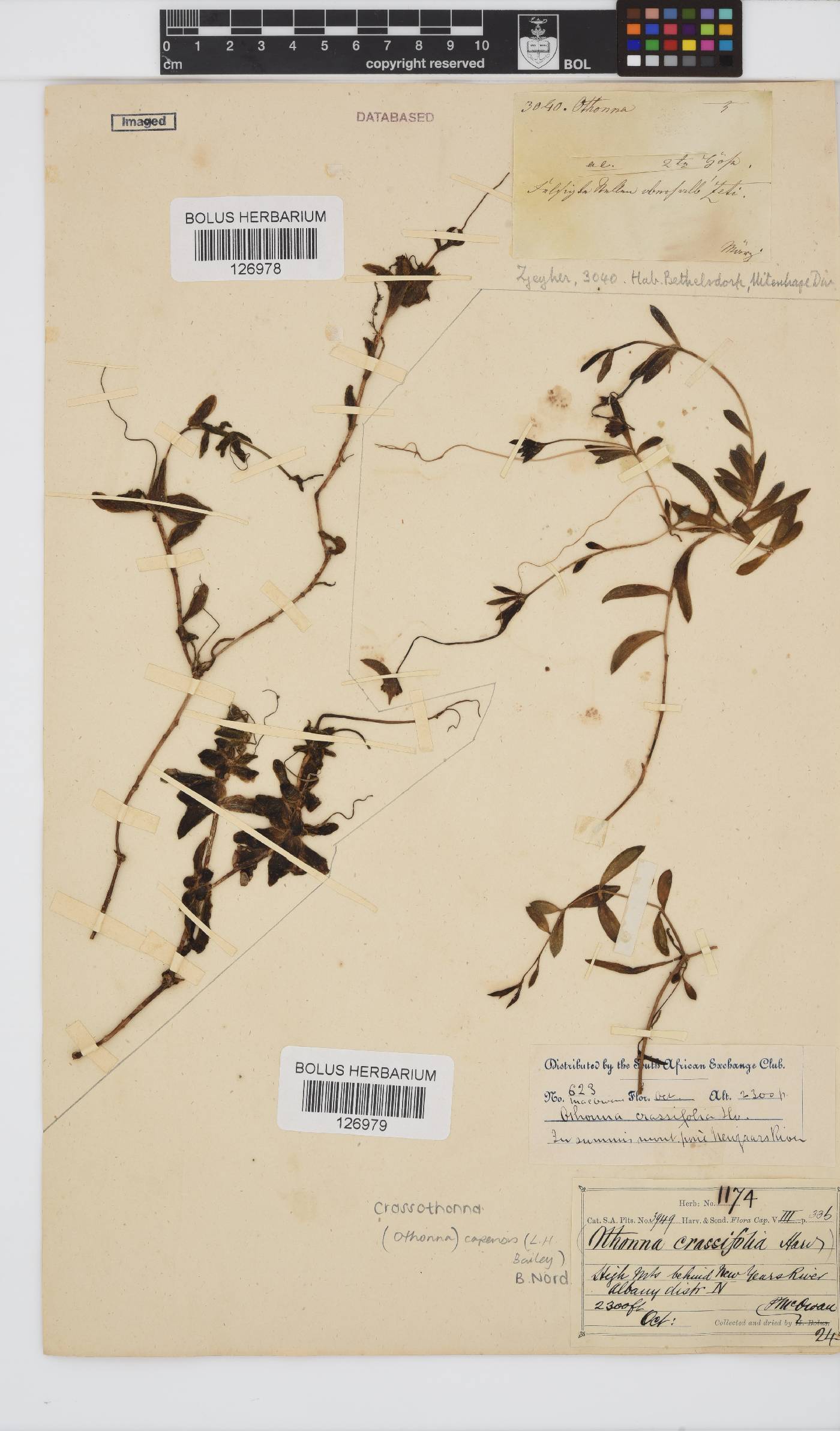 Crassothonna capensis image
