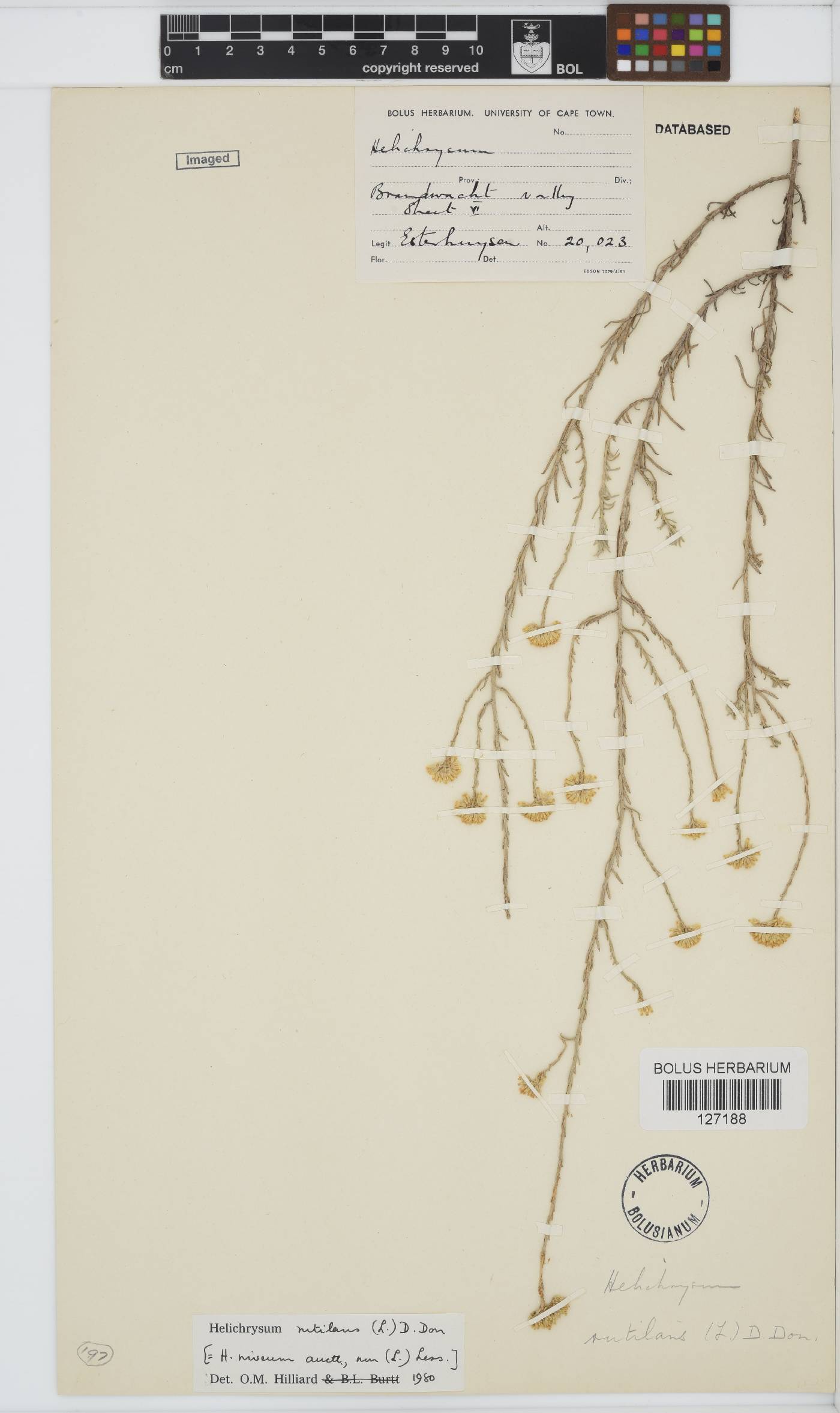 Helichrysum rutilans image