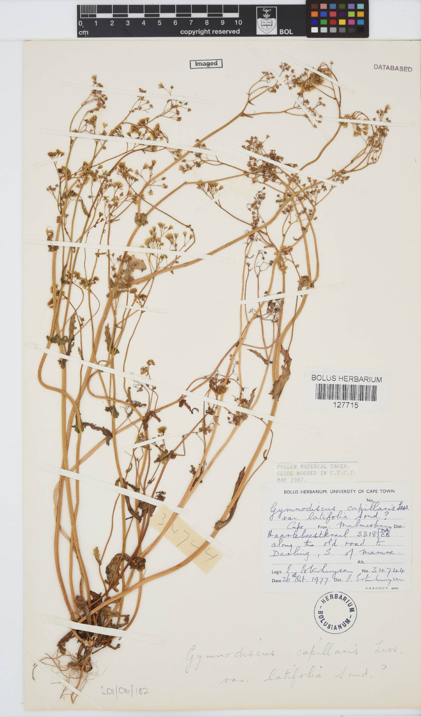 Gymnodiscus capillaris image