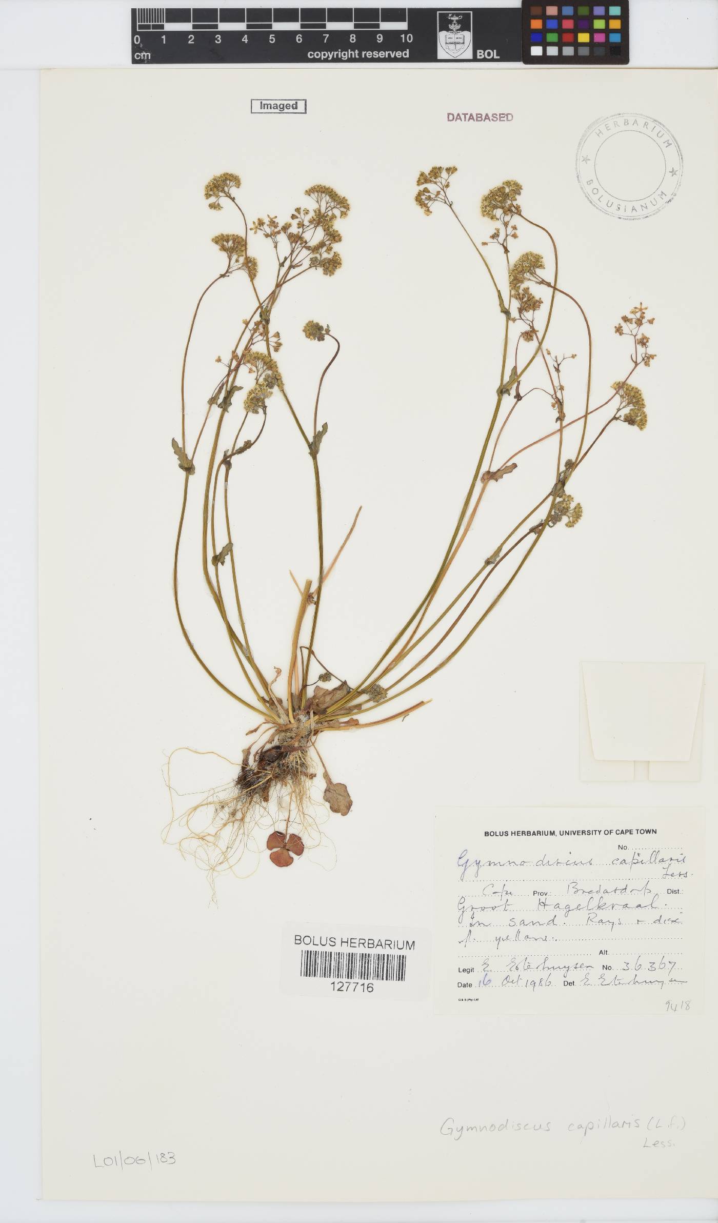 Gymnodiscus capillaris image