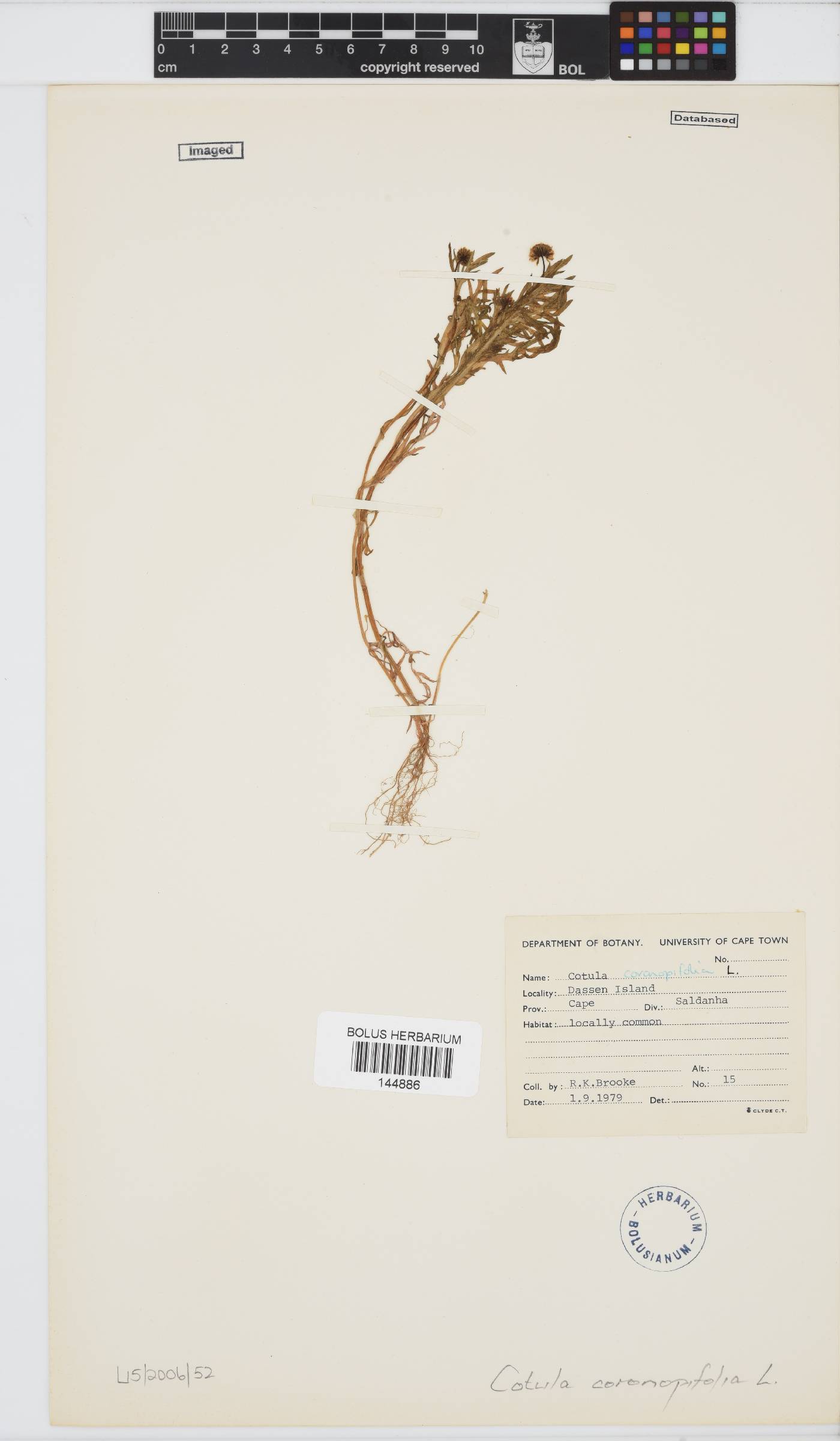 Cotula coronopifolia image