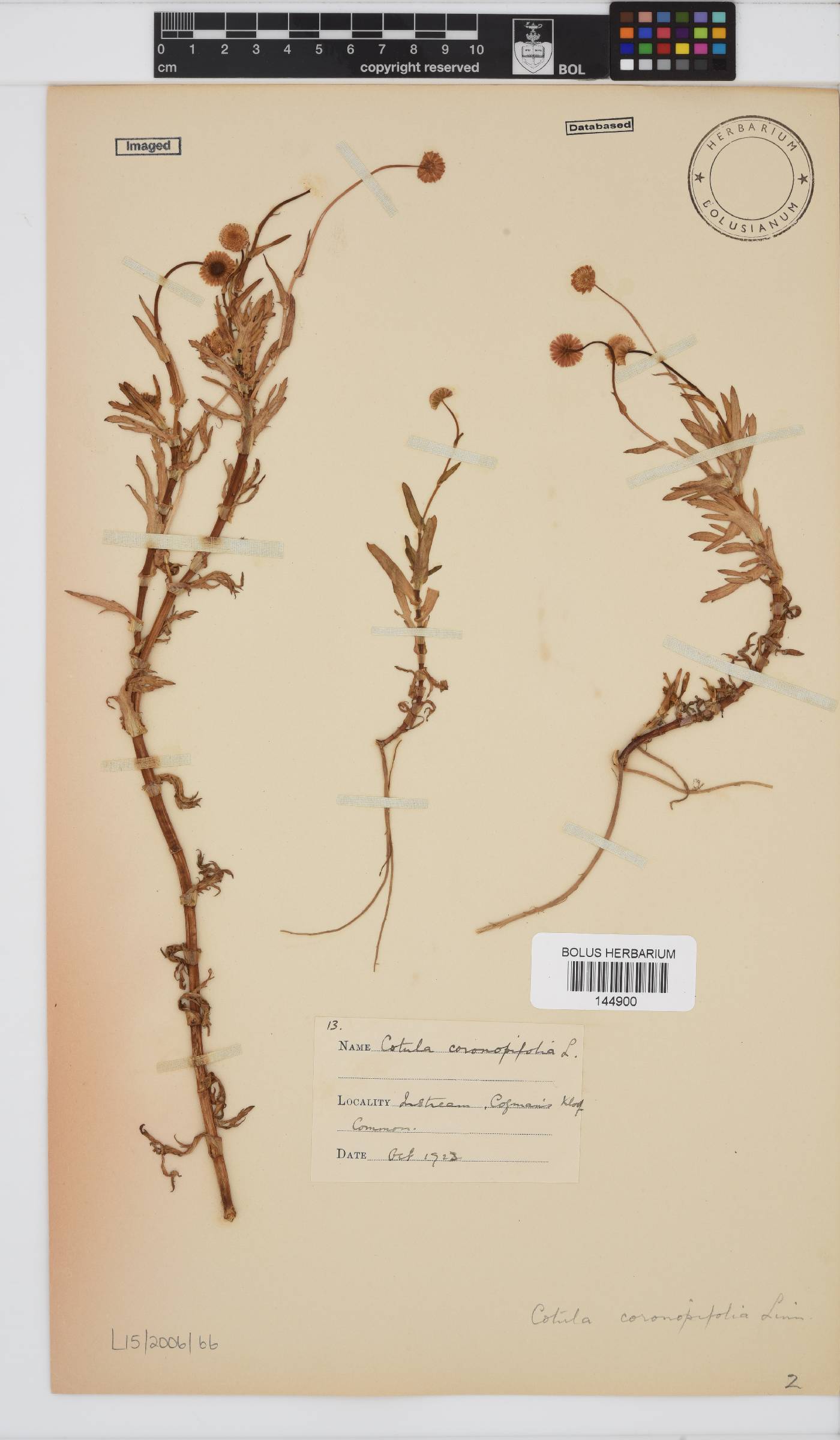 Cotula coronopifolia image