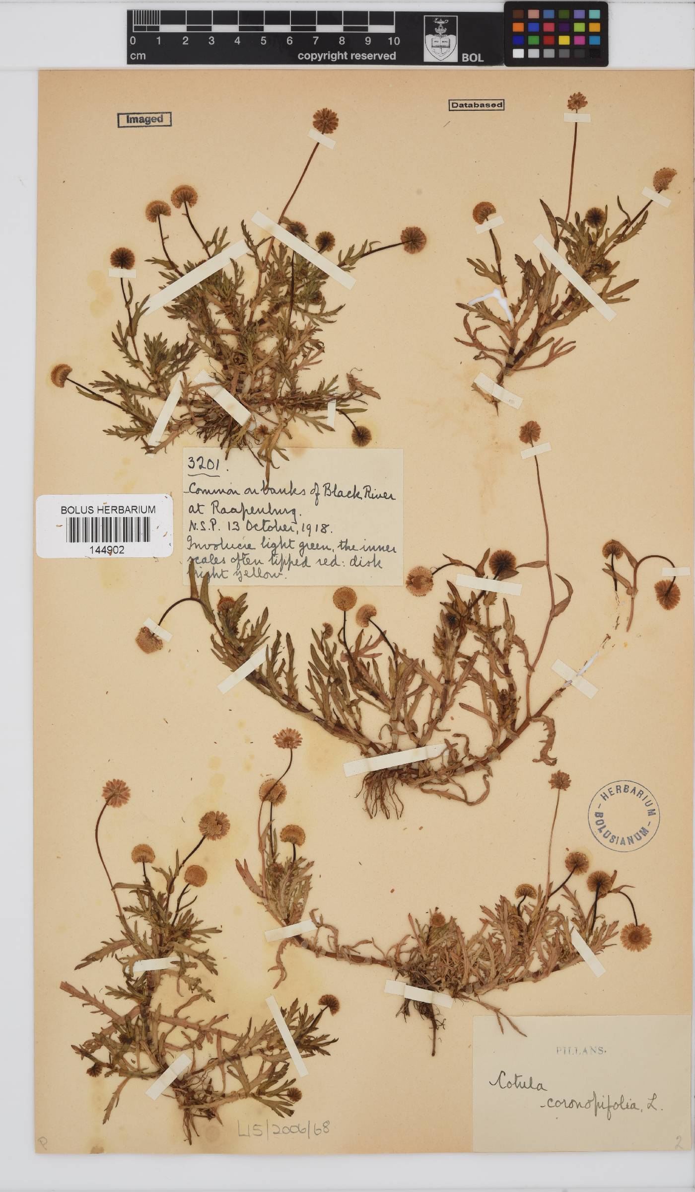 Cotula coronopifolia image