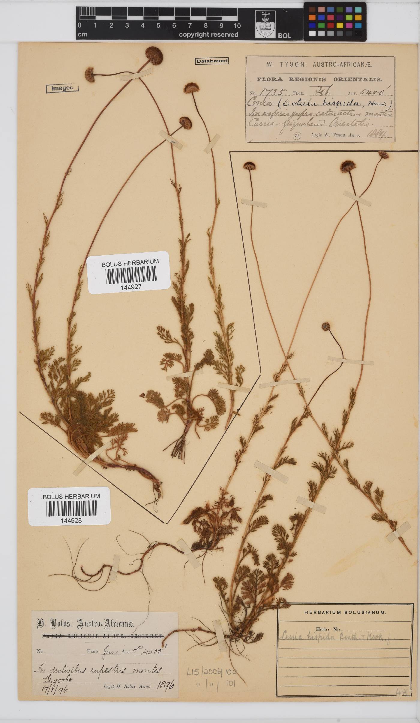 Cotula hispida image