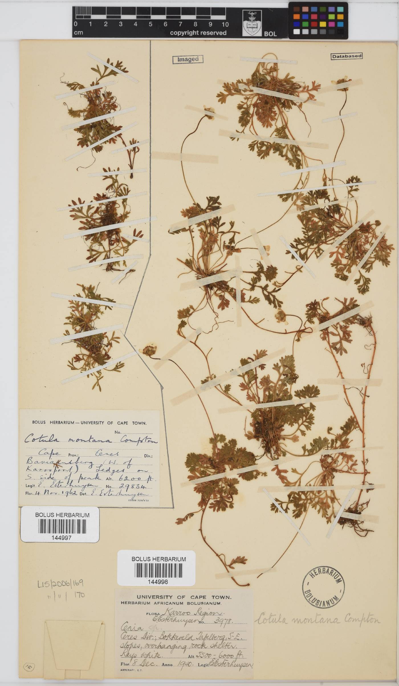 Cotula montana image