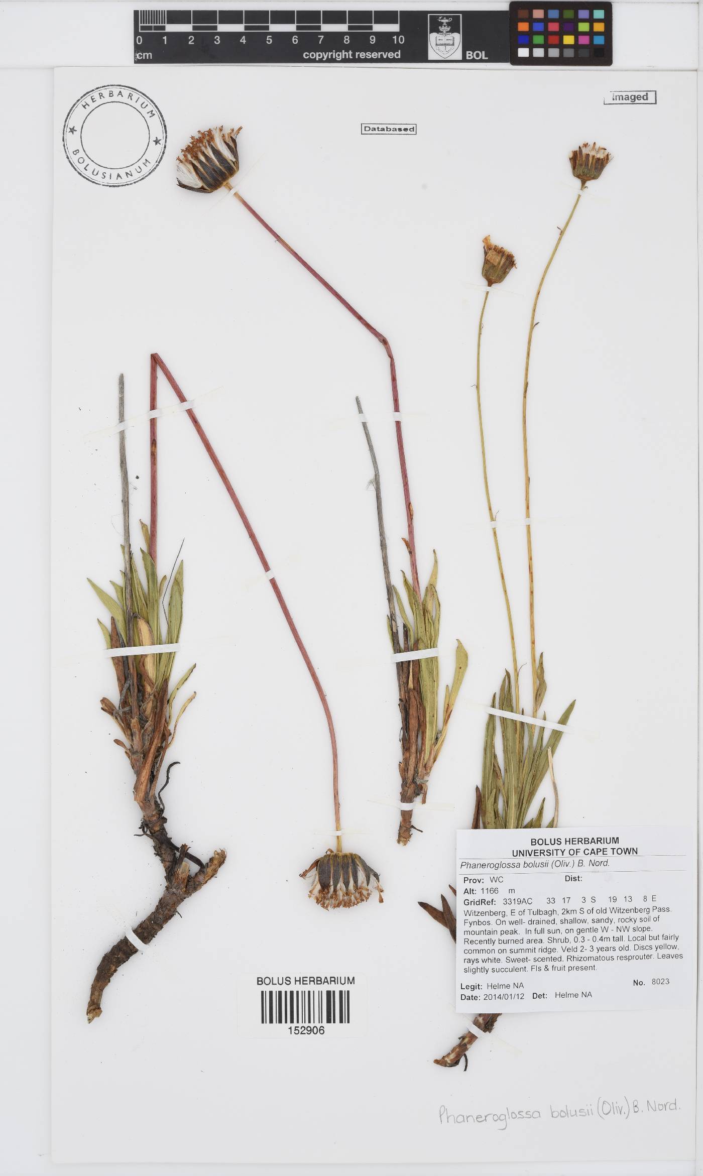 Phaneroglossa bolusii image