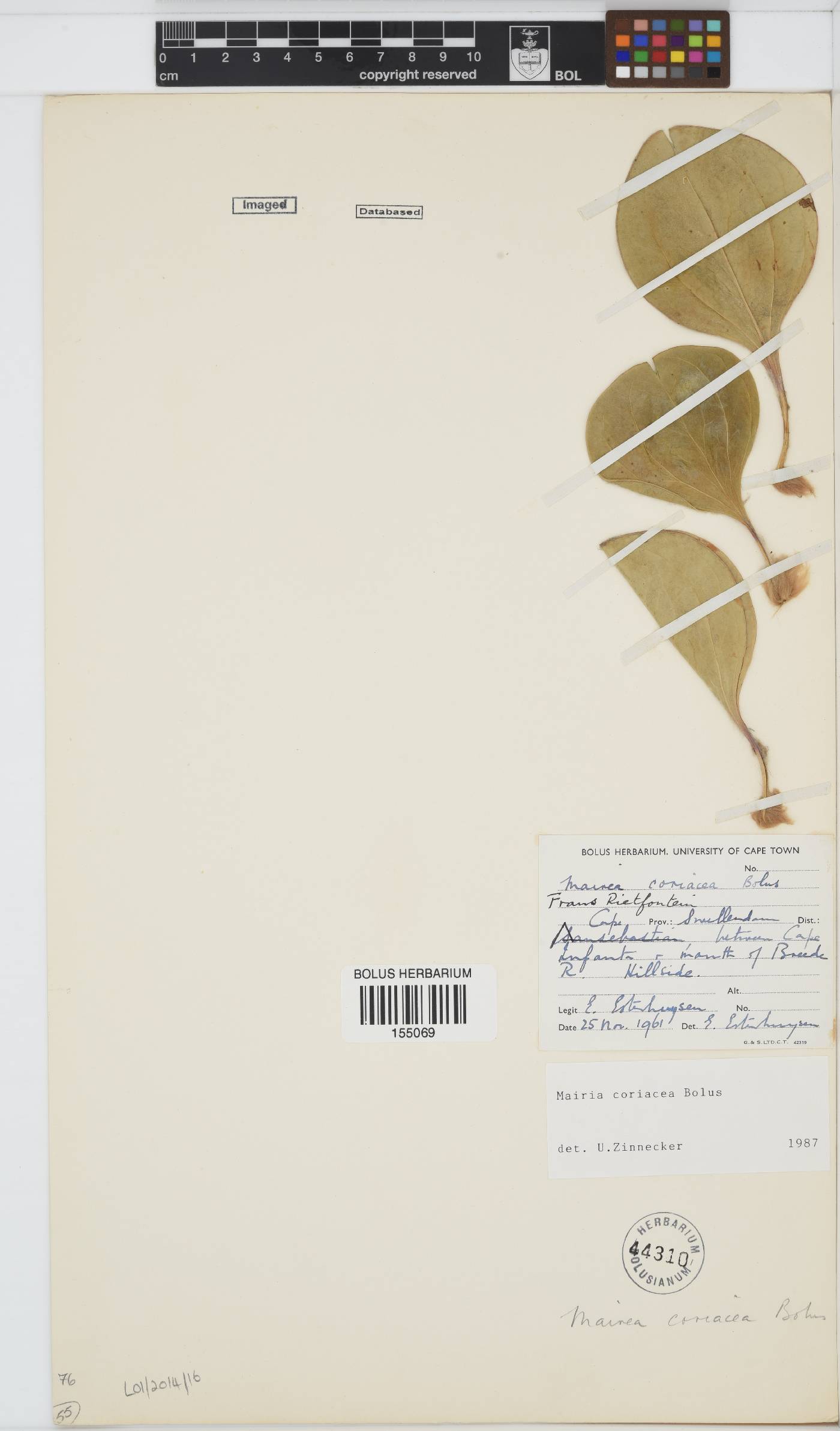 Mairia coriacea image