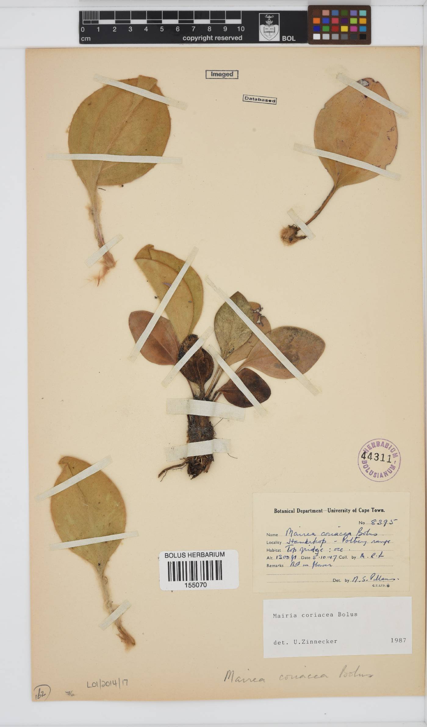 Mairia coriacea image