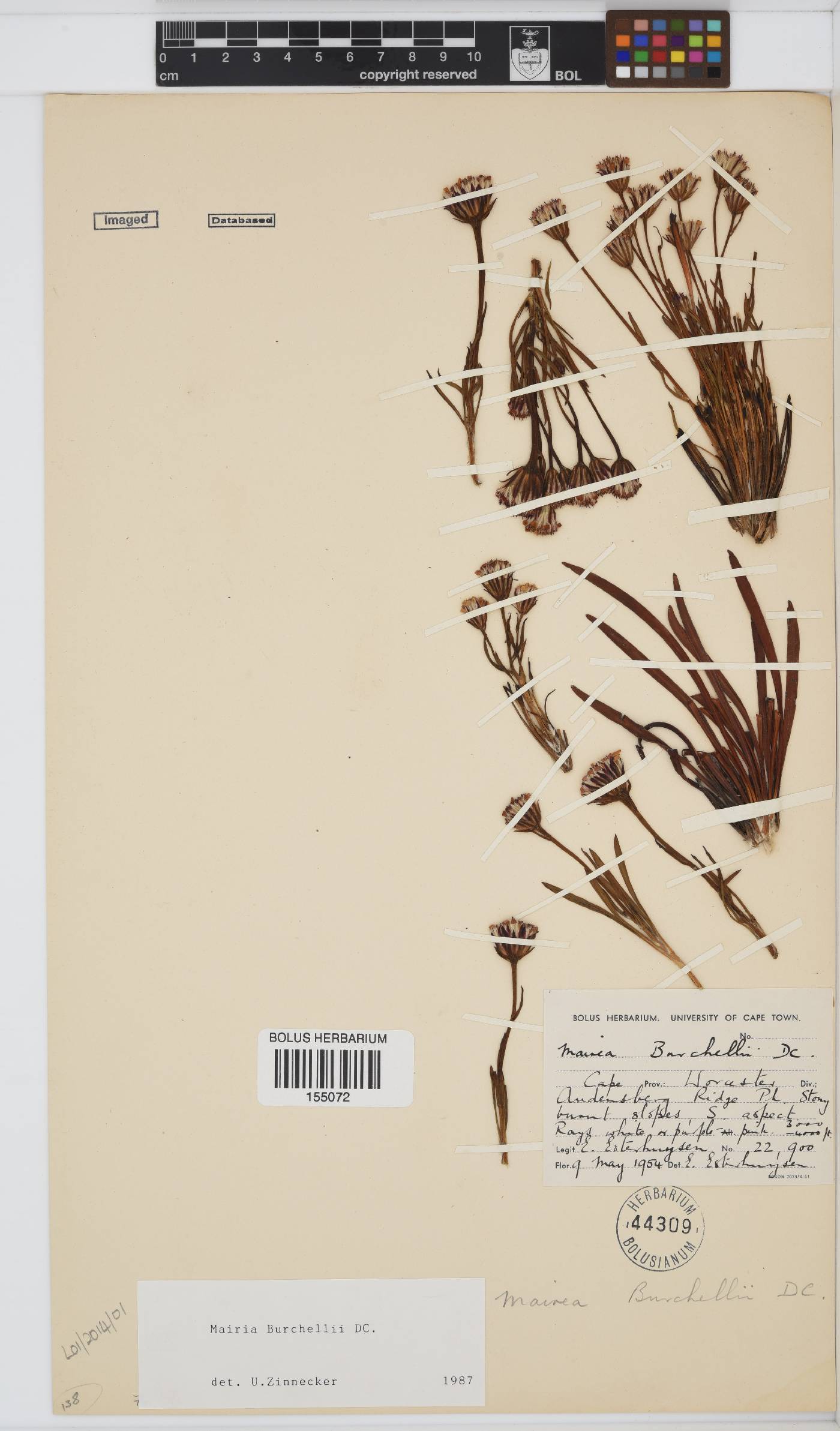 Mairia burchellii image