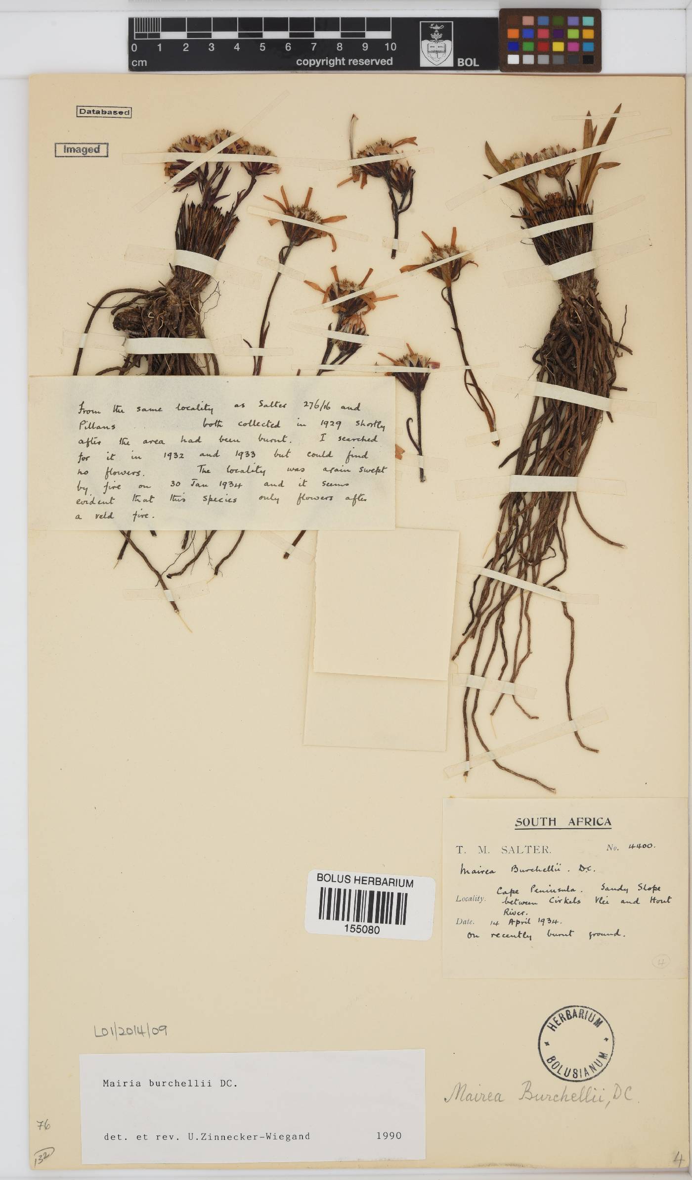 Mairia burchellii image