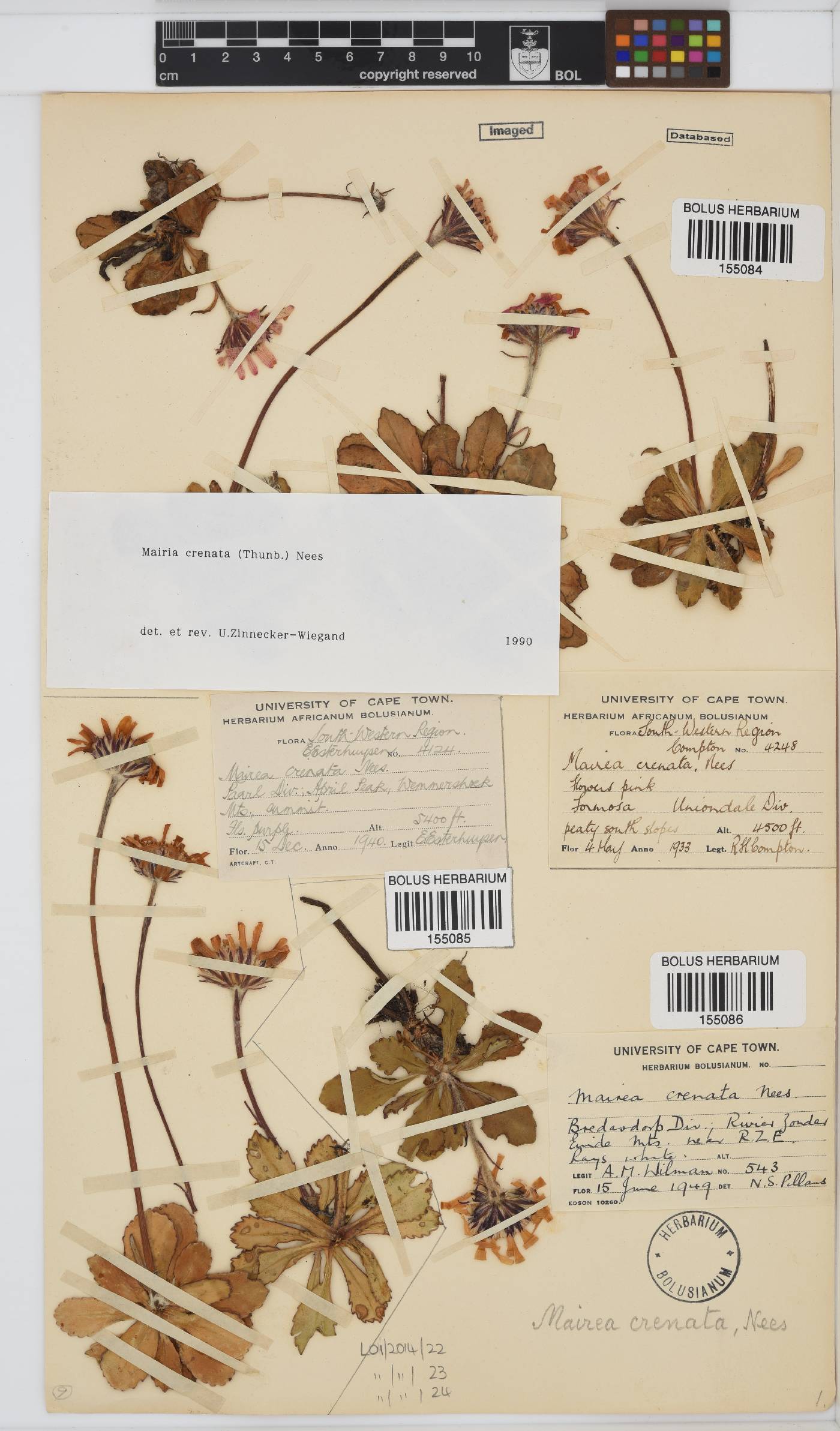 Mairia crenata image