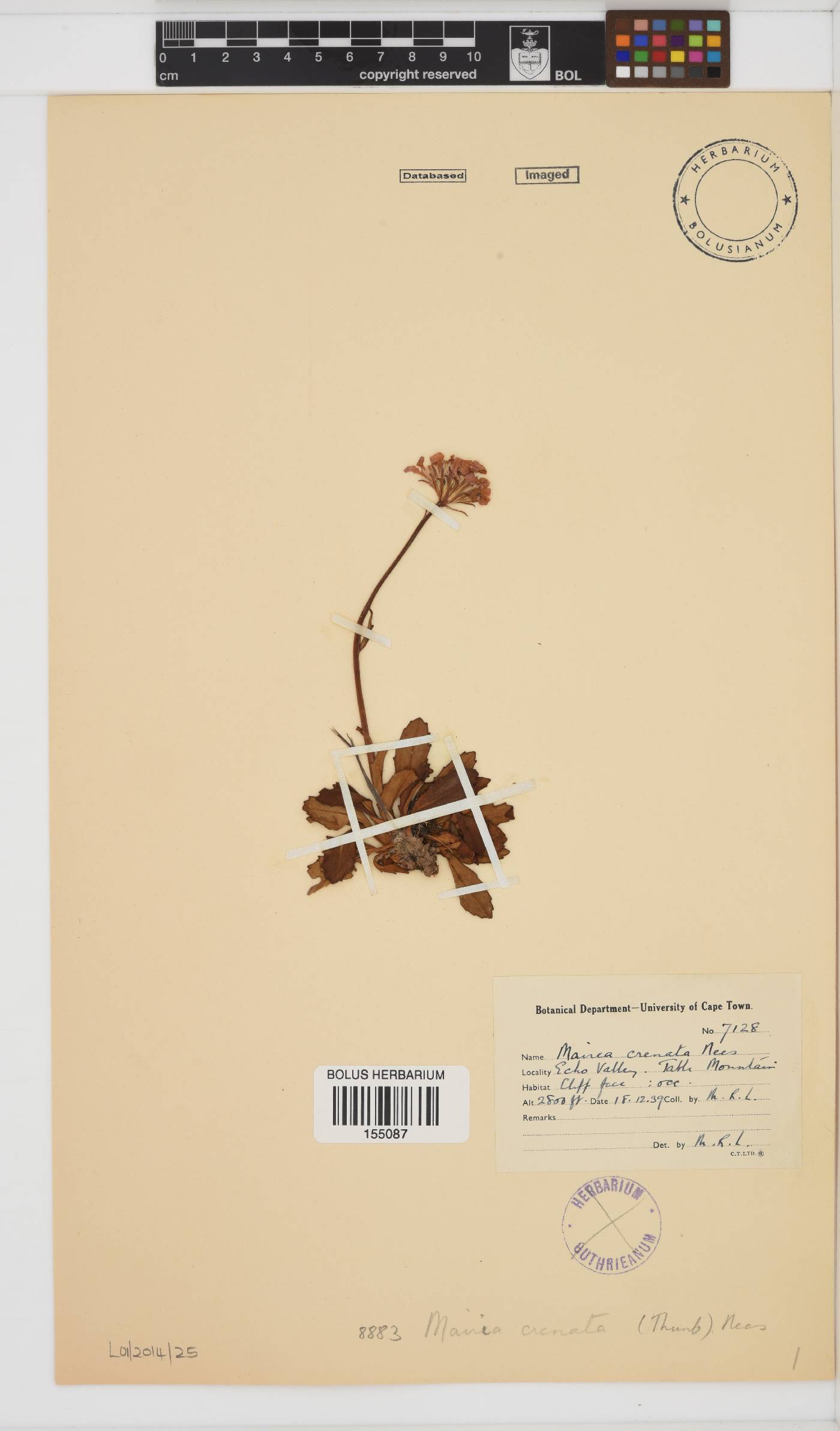 Mairia crenata image