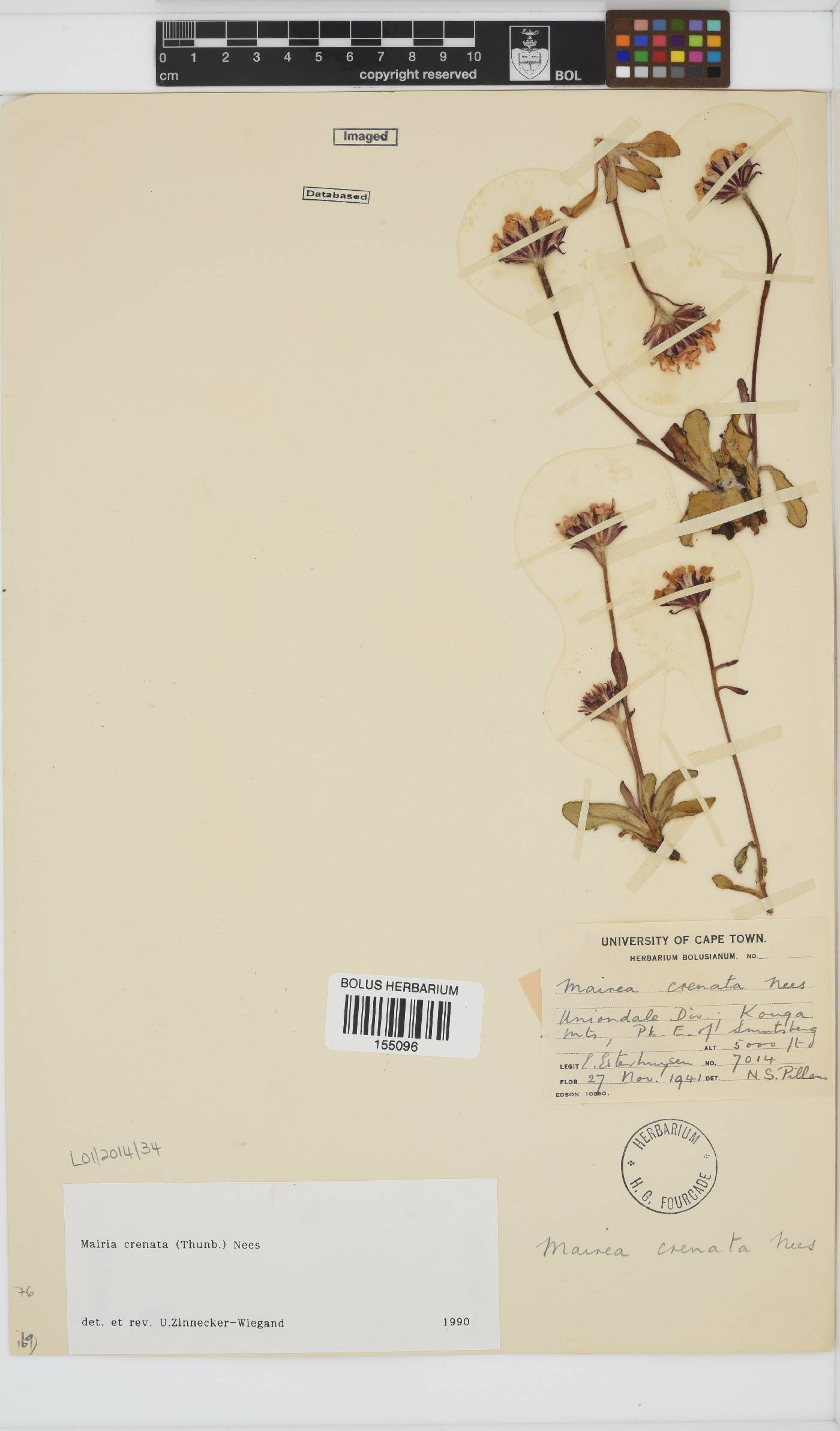 Mairia crenata image