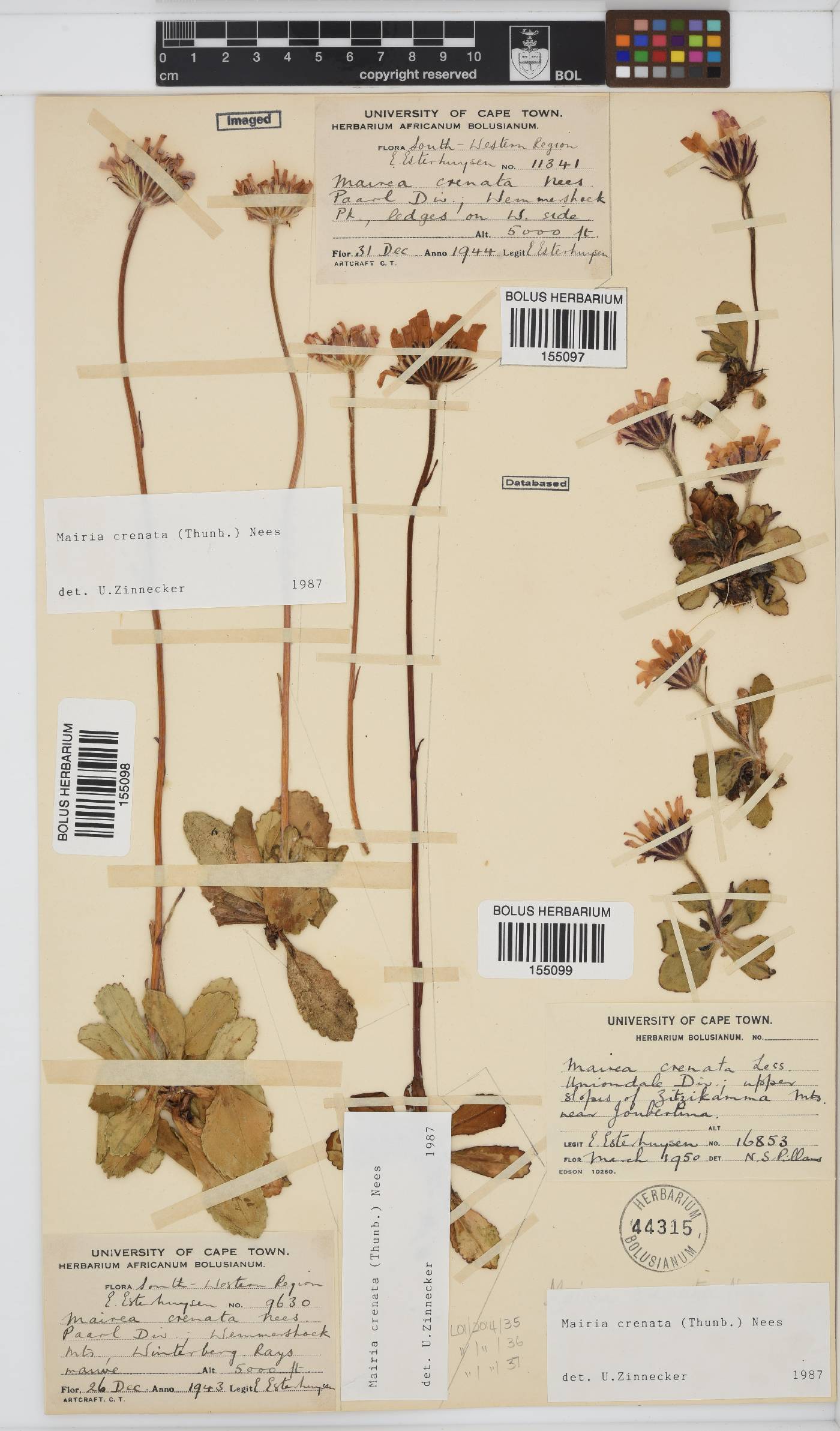 Mairia crenata image