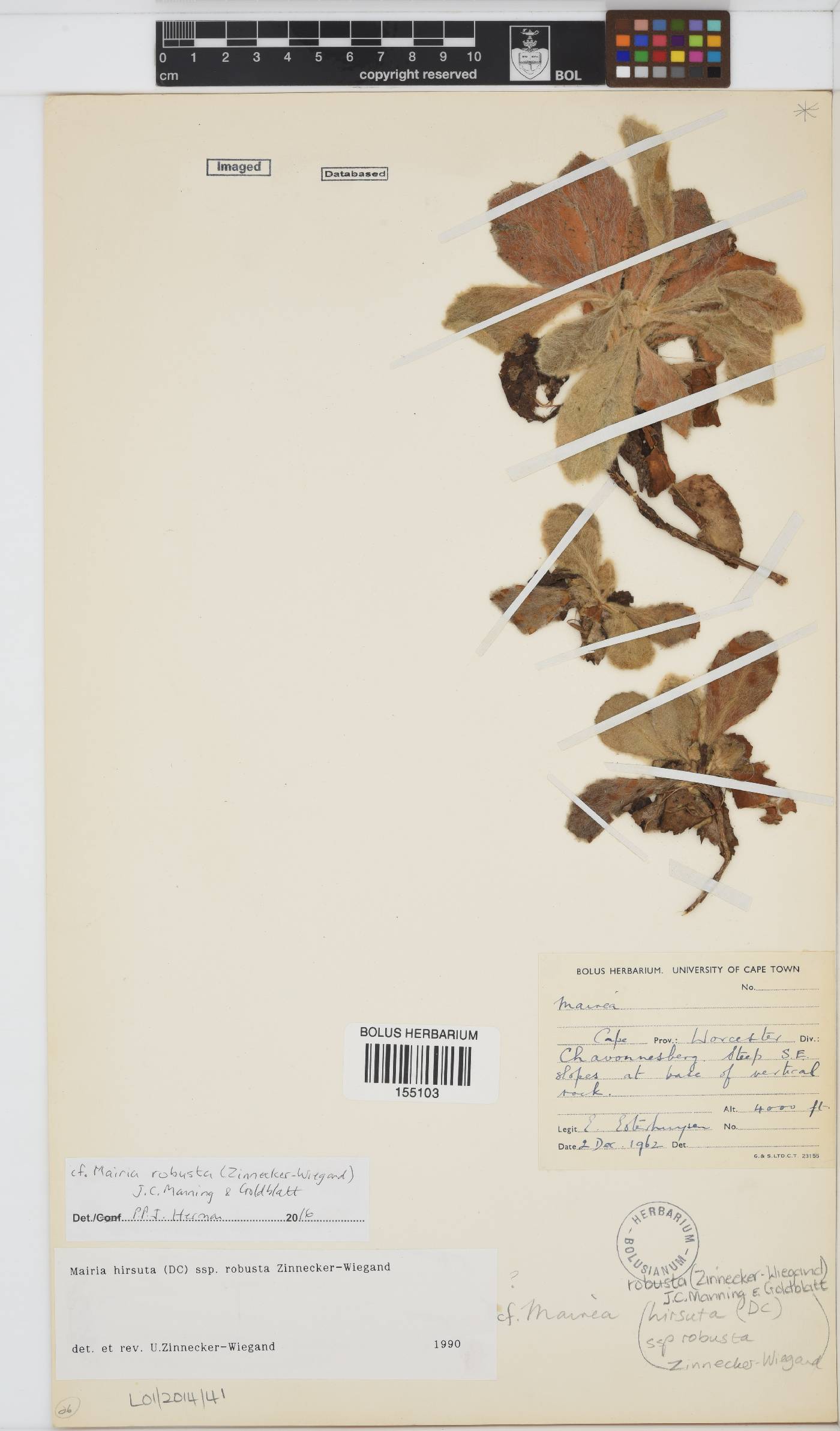 Mairia robusta image