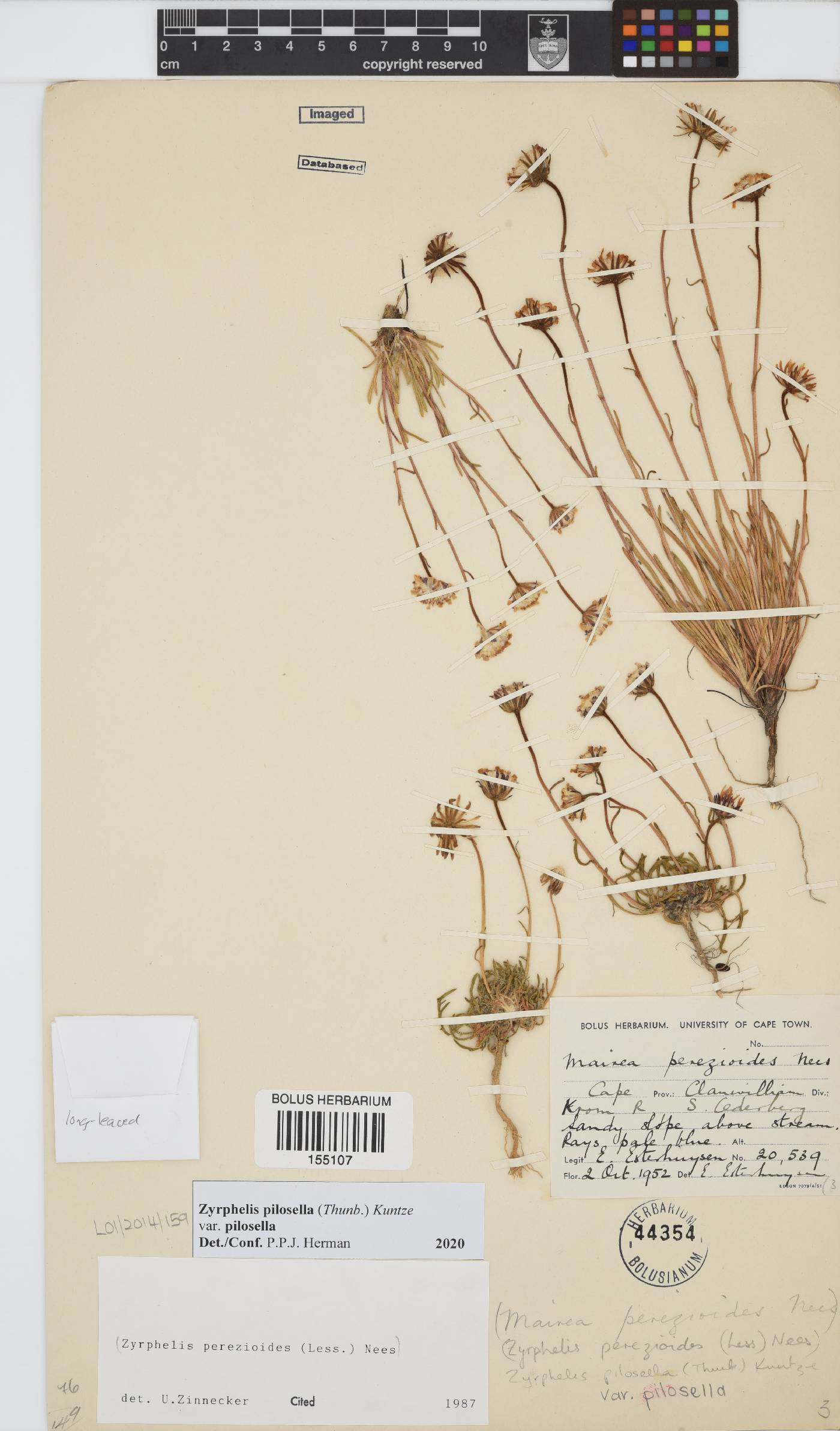 Zyrphelis pilosella image