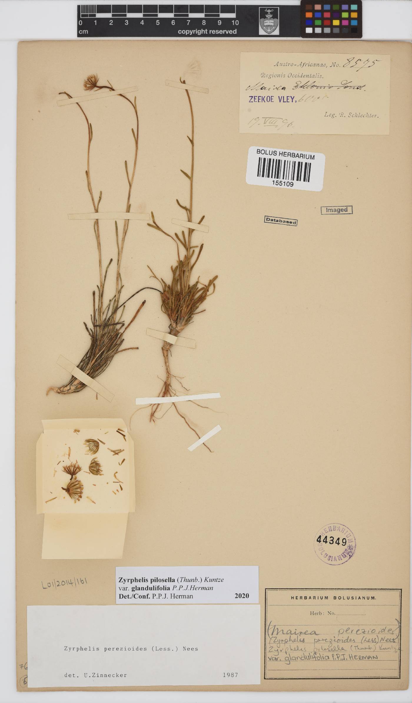 Zyrphelis pilosella var. glandulifolia image