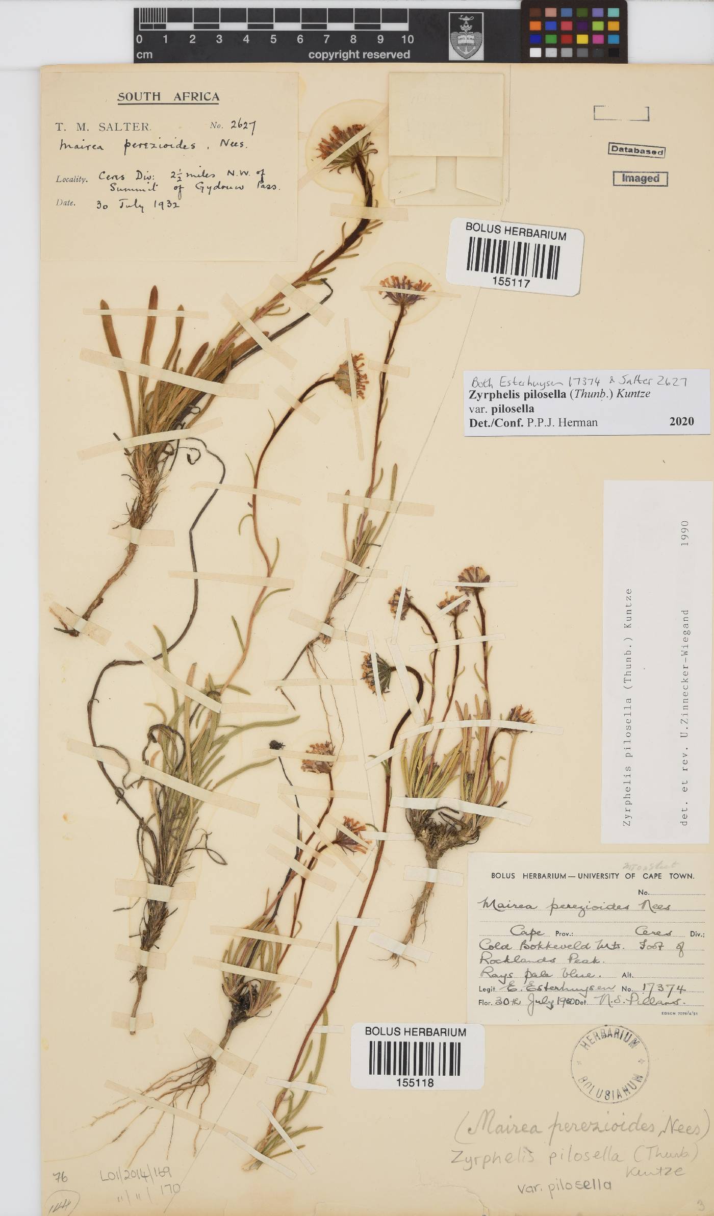 Zyrphelis pilosella var. pilosella image