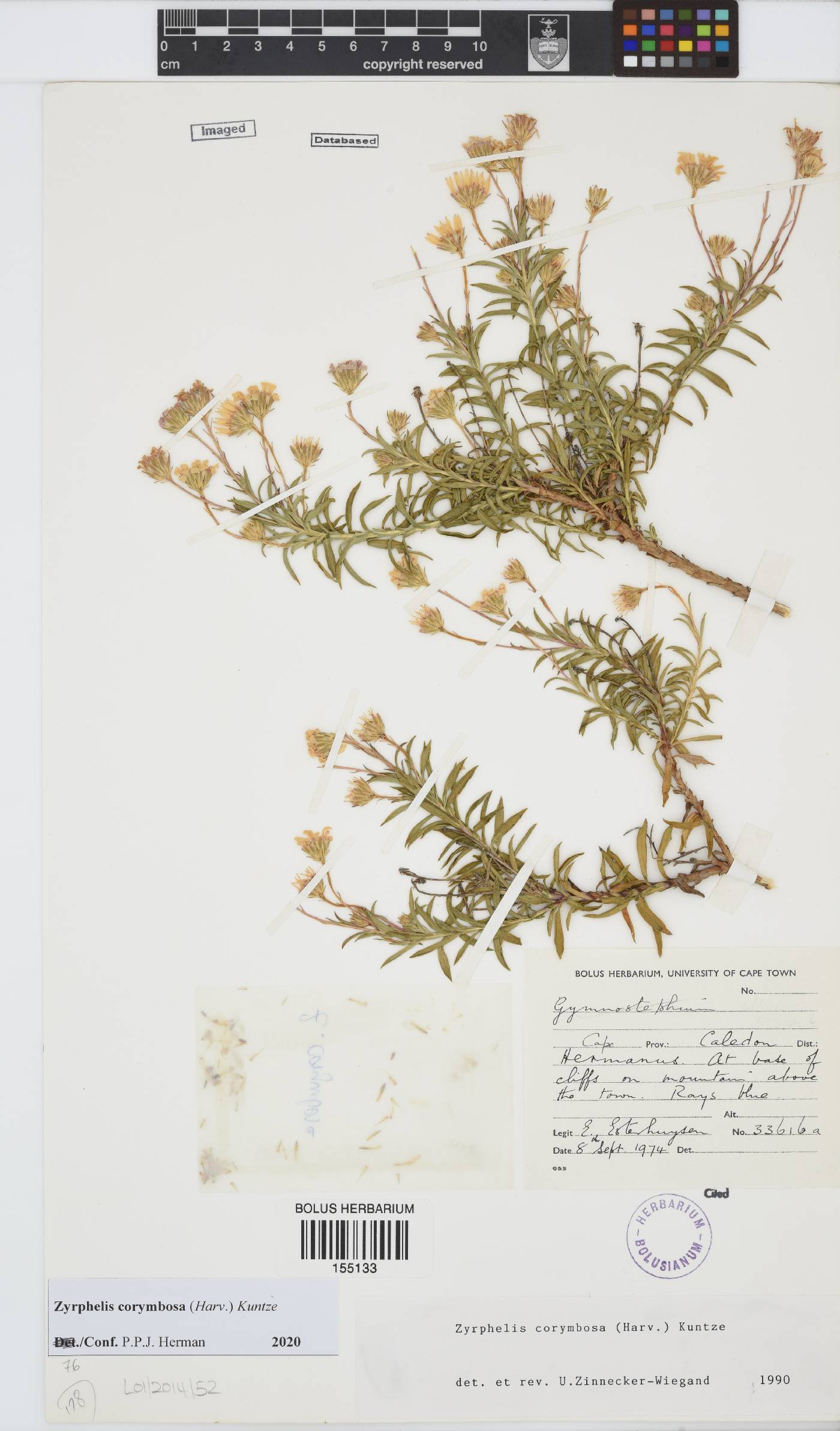 Zyrphelis corymbosa image