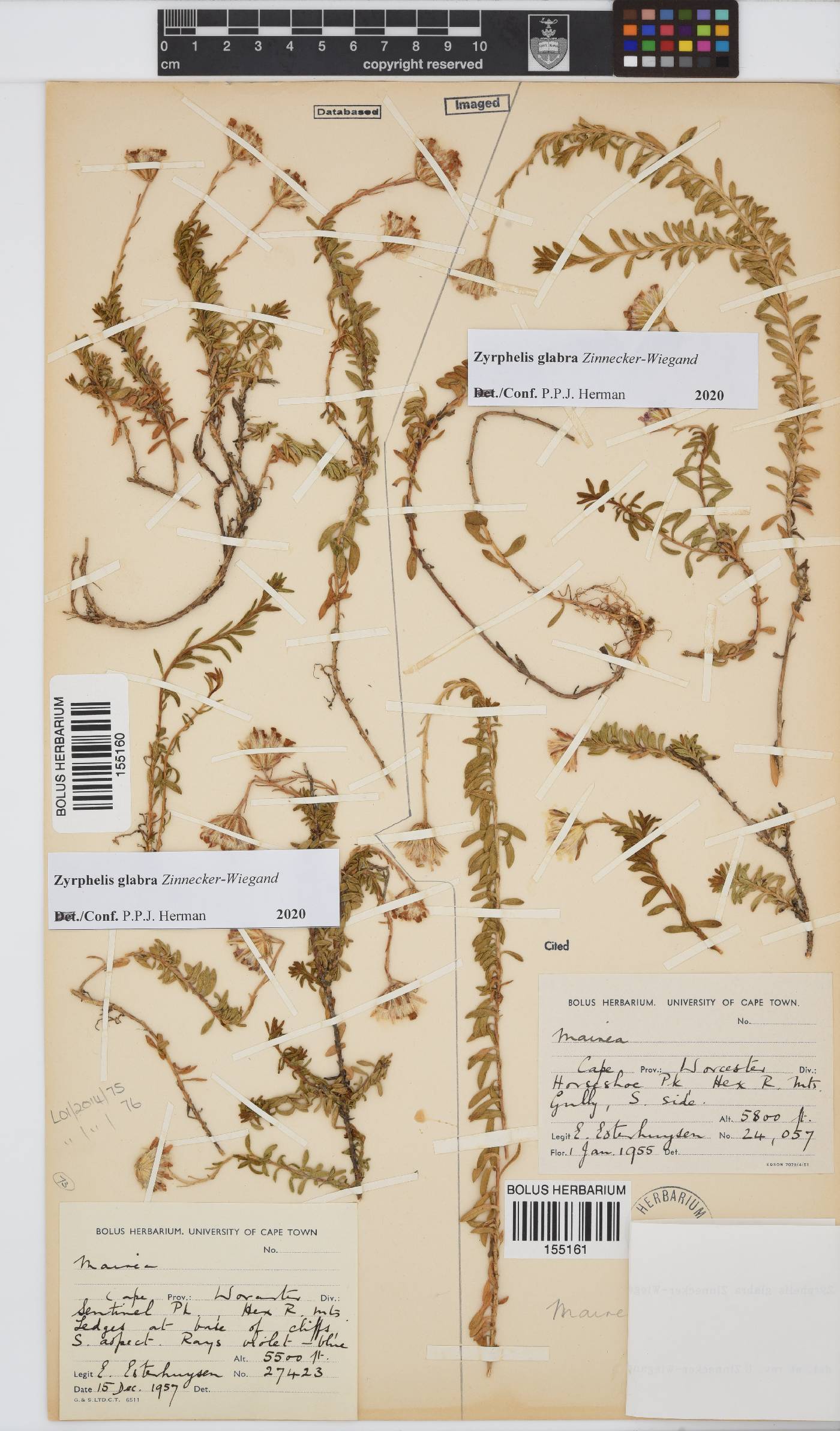 Zyrphelis glabra image
