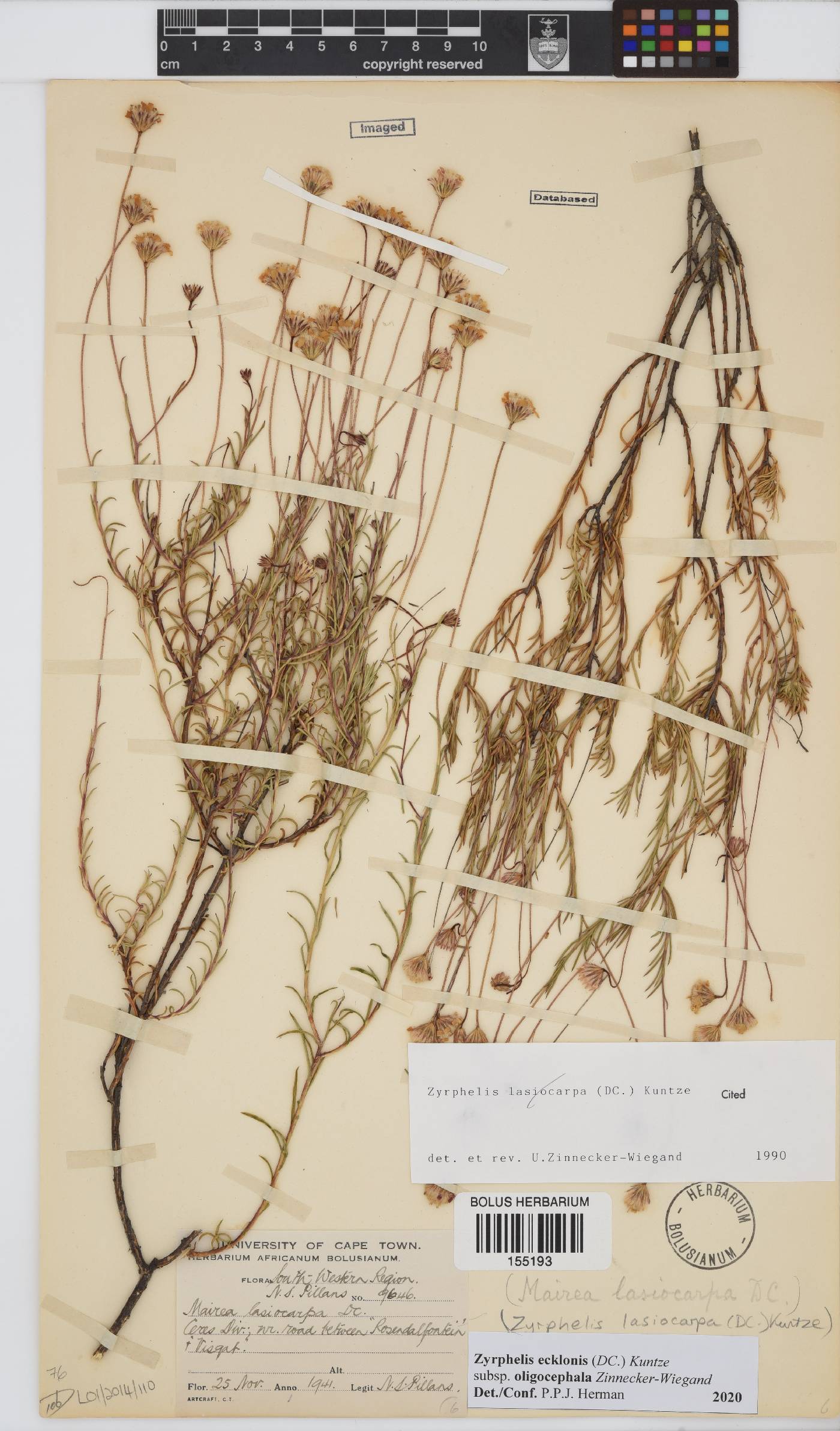 Zyrphelis ecklonis subsp. oligocephala image
