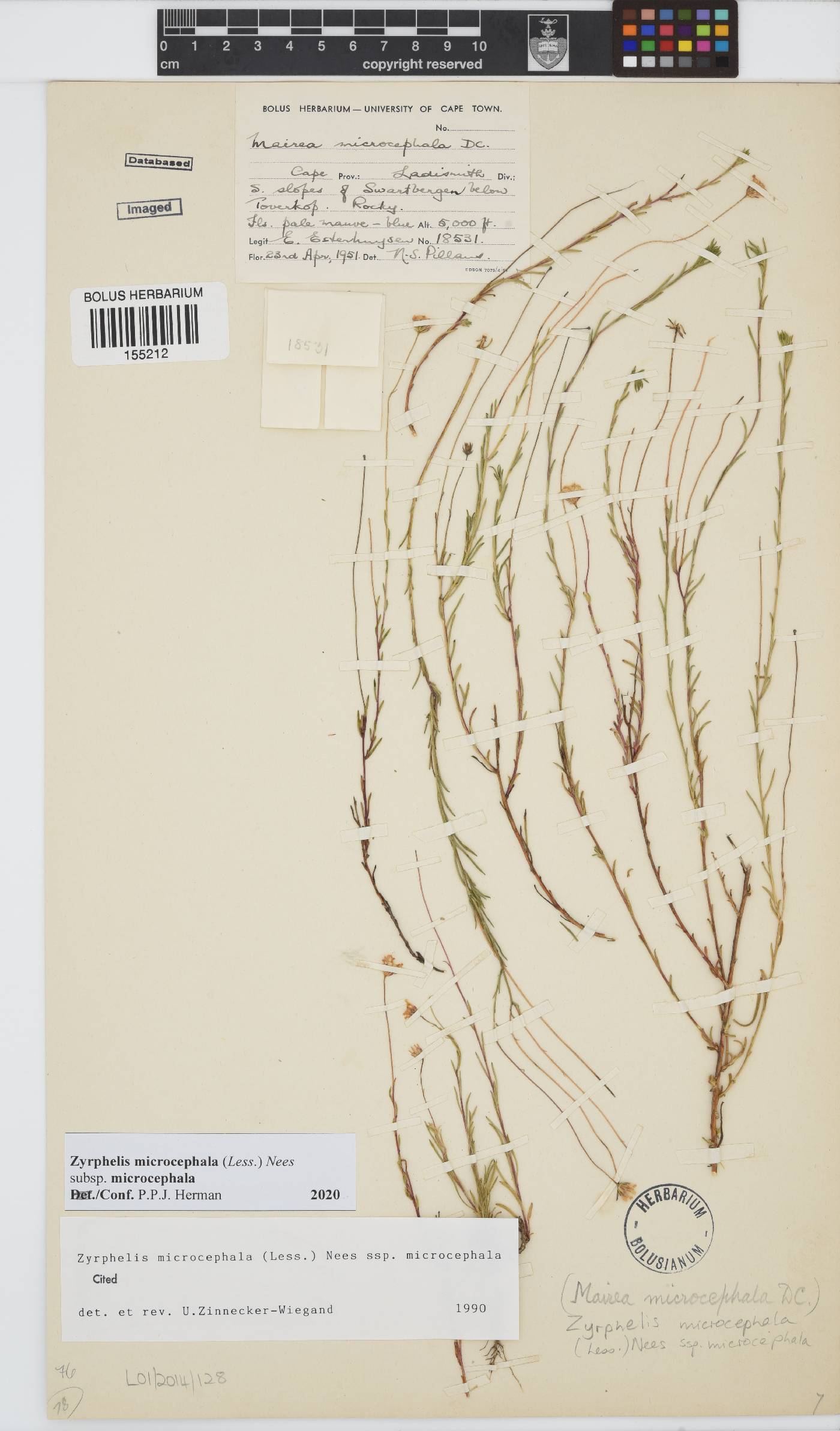 Zyrphelis microcephala subsp. microcephala image