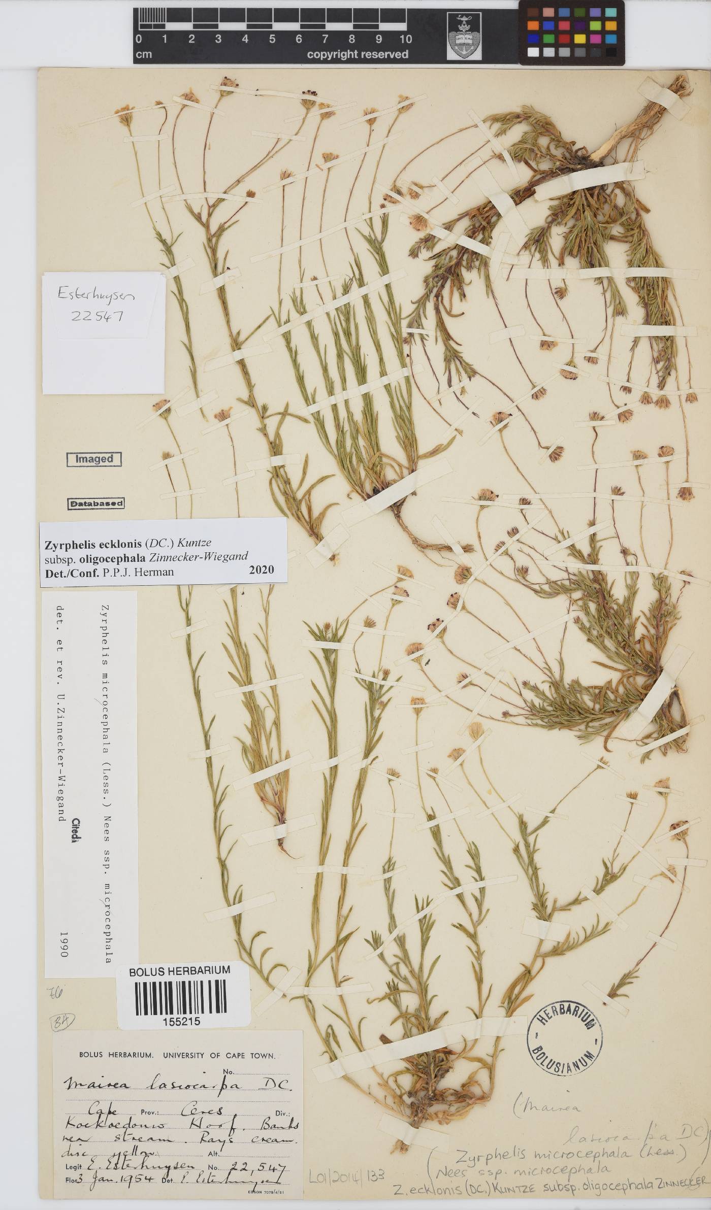 Zyrphelis ecklonis subsp. oligocephala image
