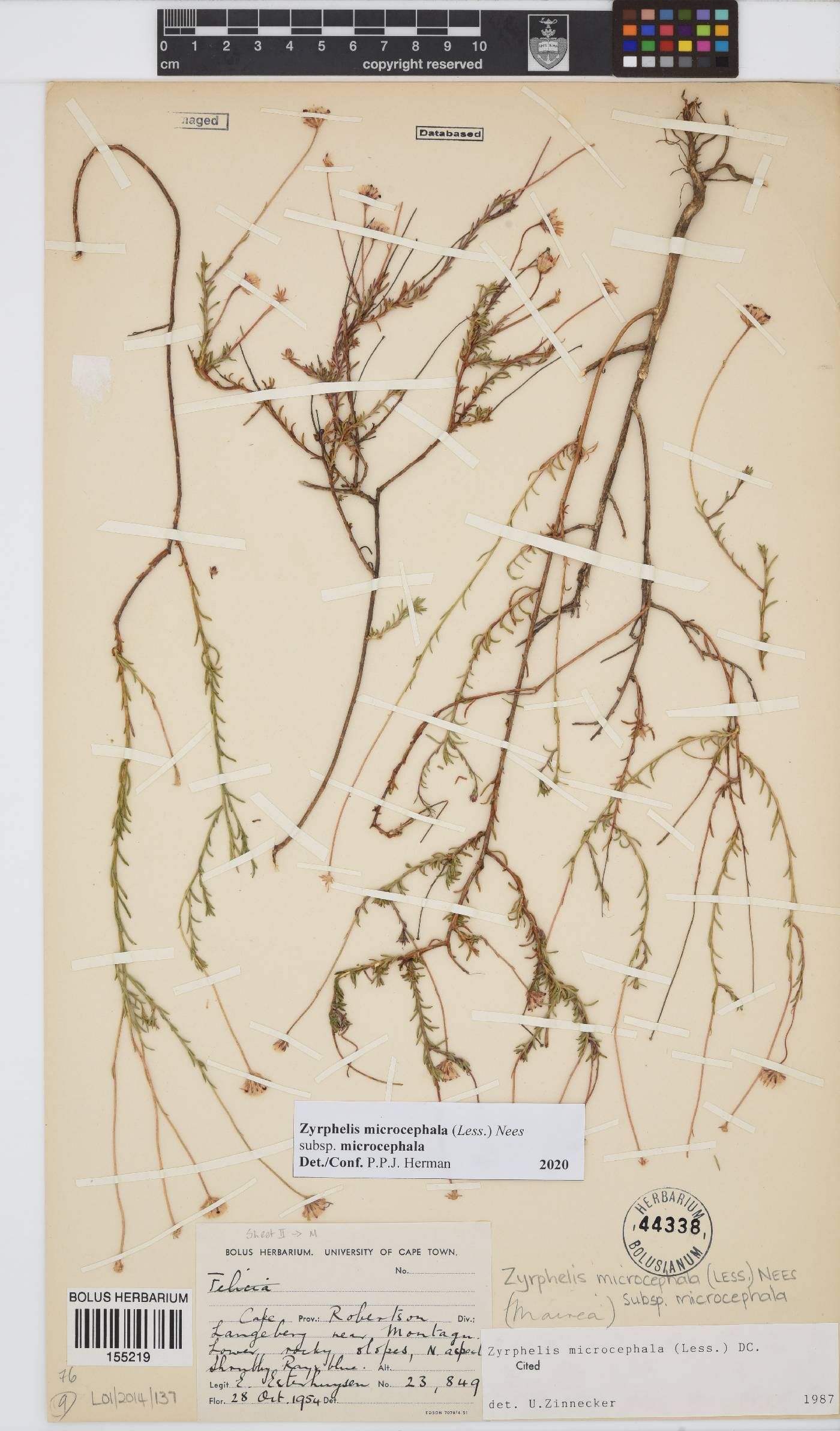 Zyrphelis microcephala image