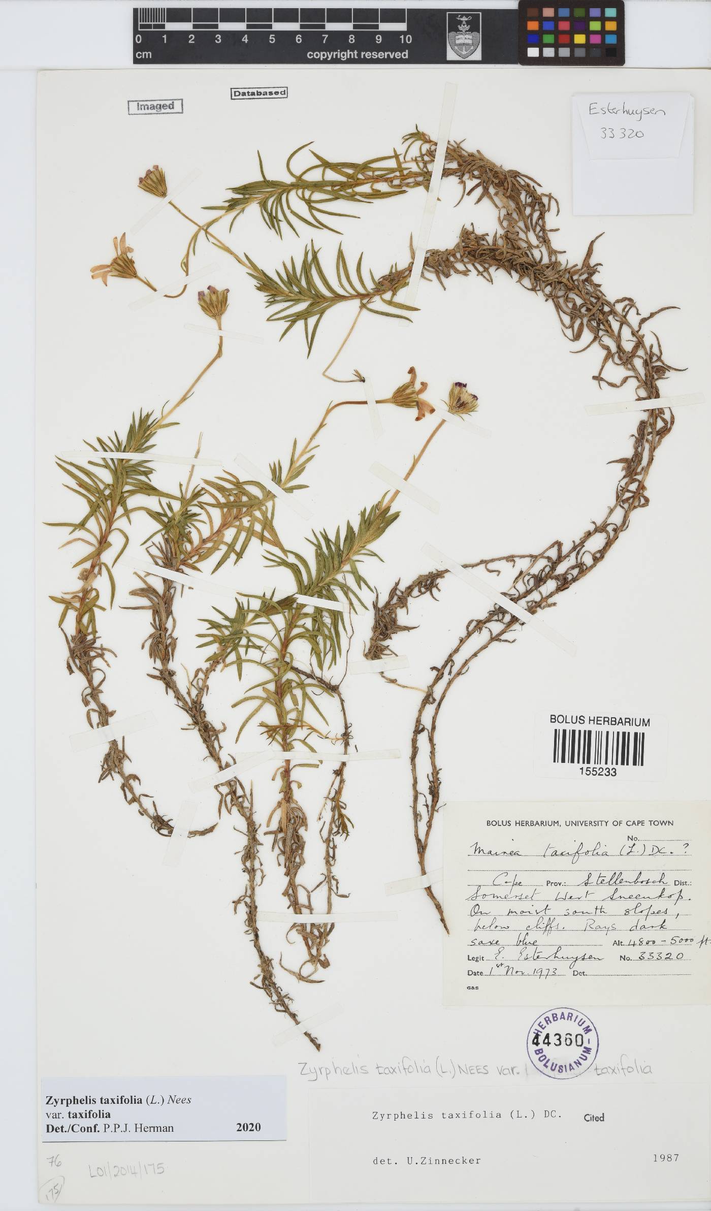 Zyrphelis taxifolia image