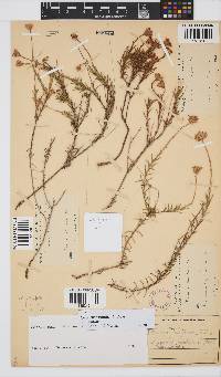 Zyrphelis taxifolia image