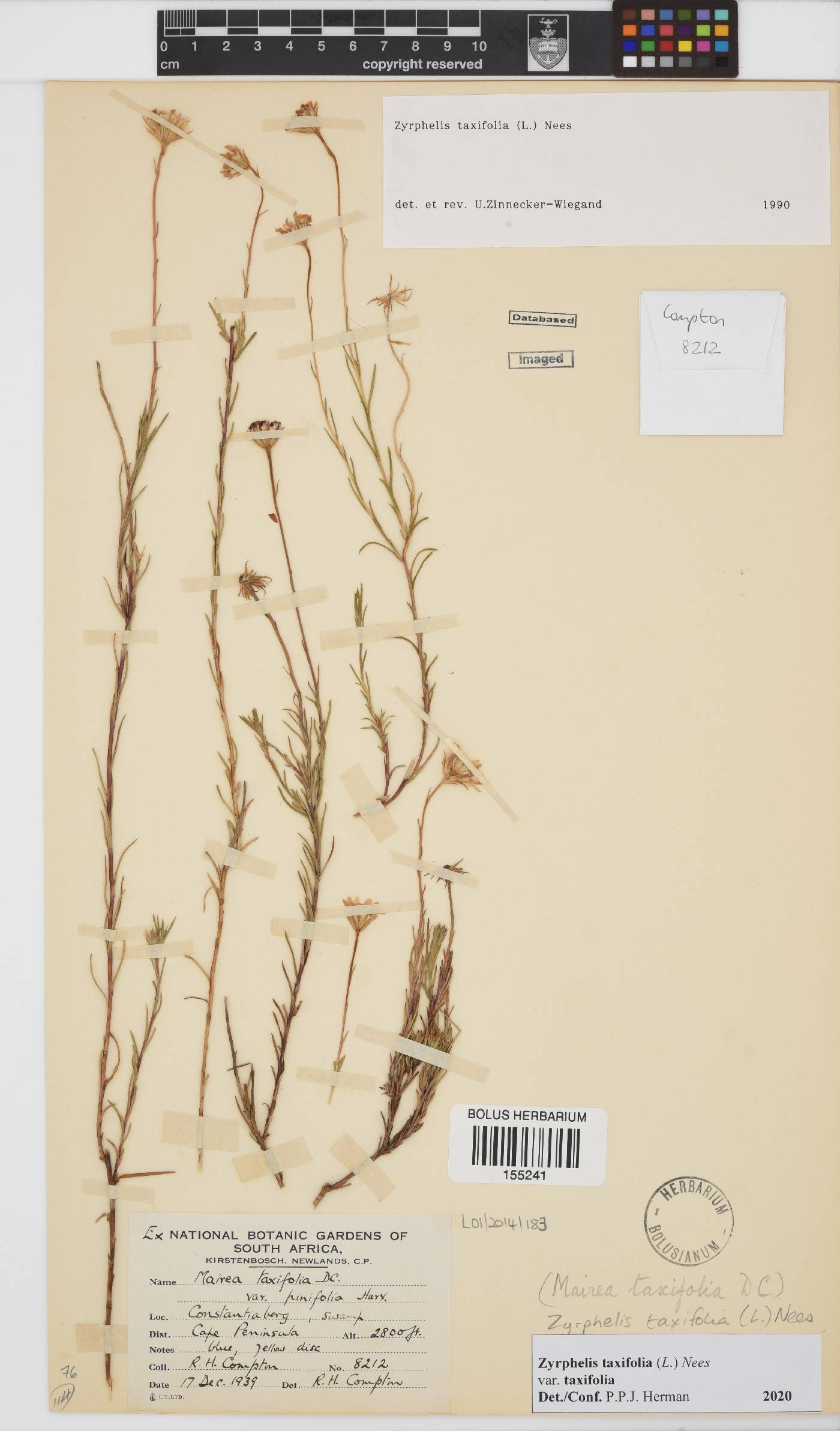 Zyrphelis taxifolia image