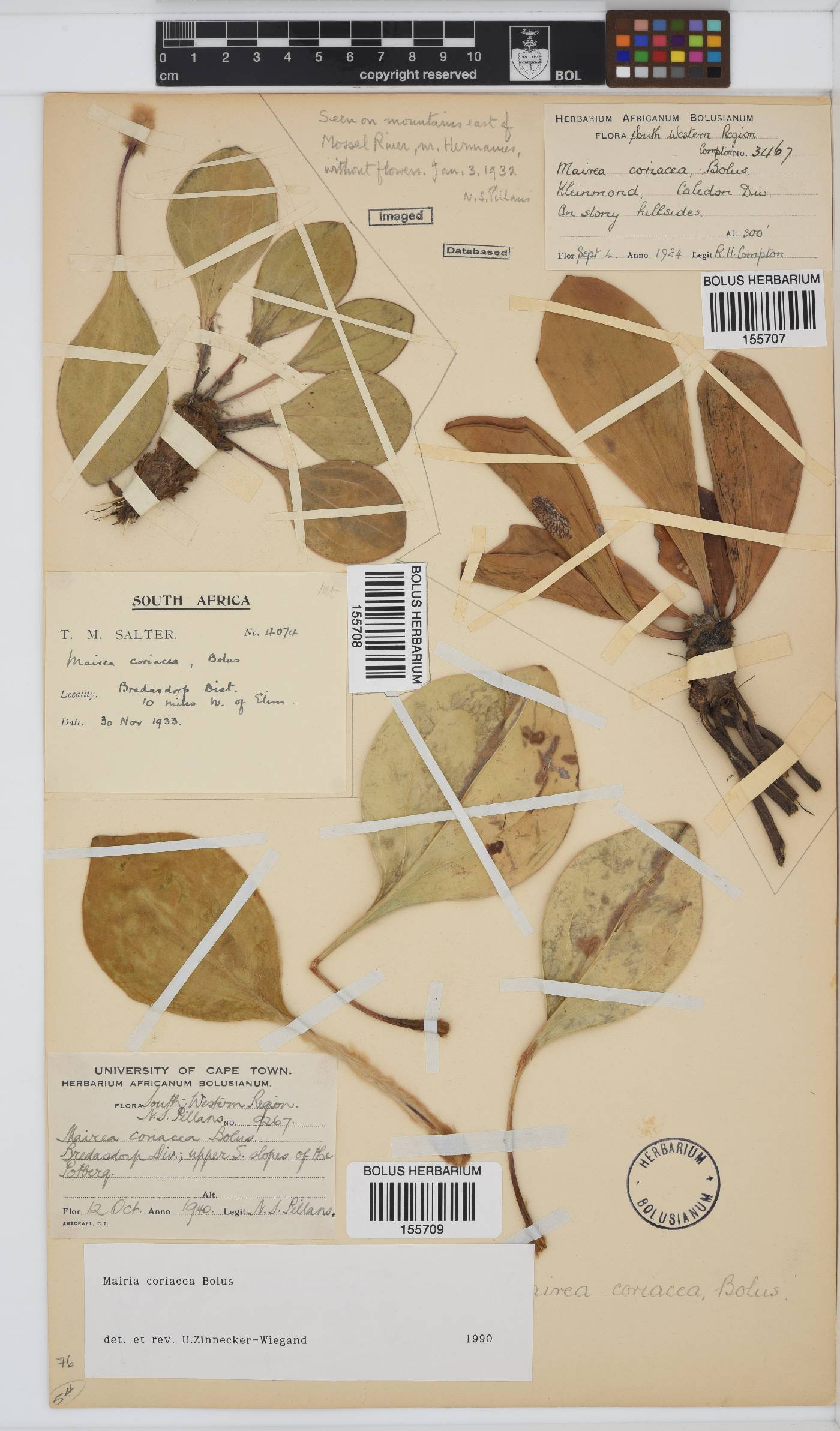 Mairia image