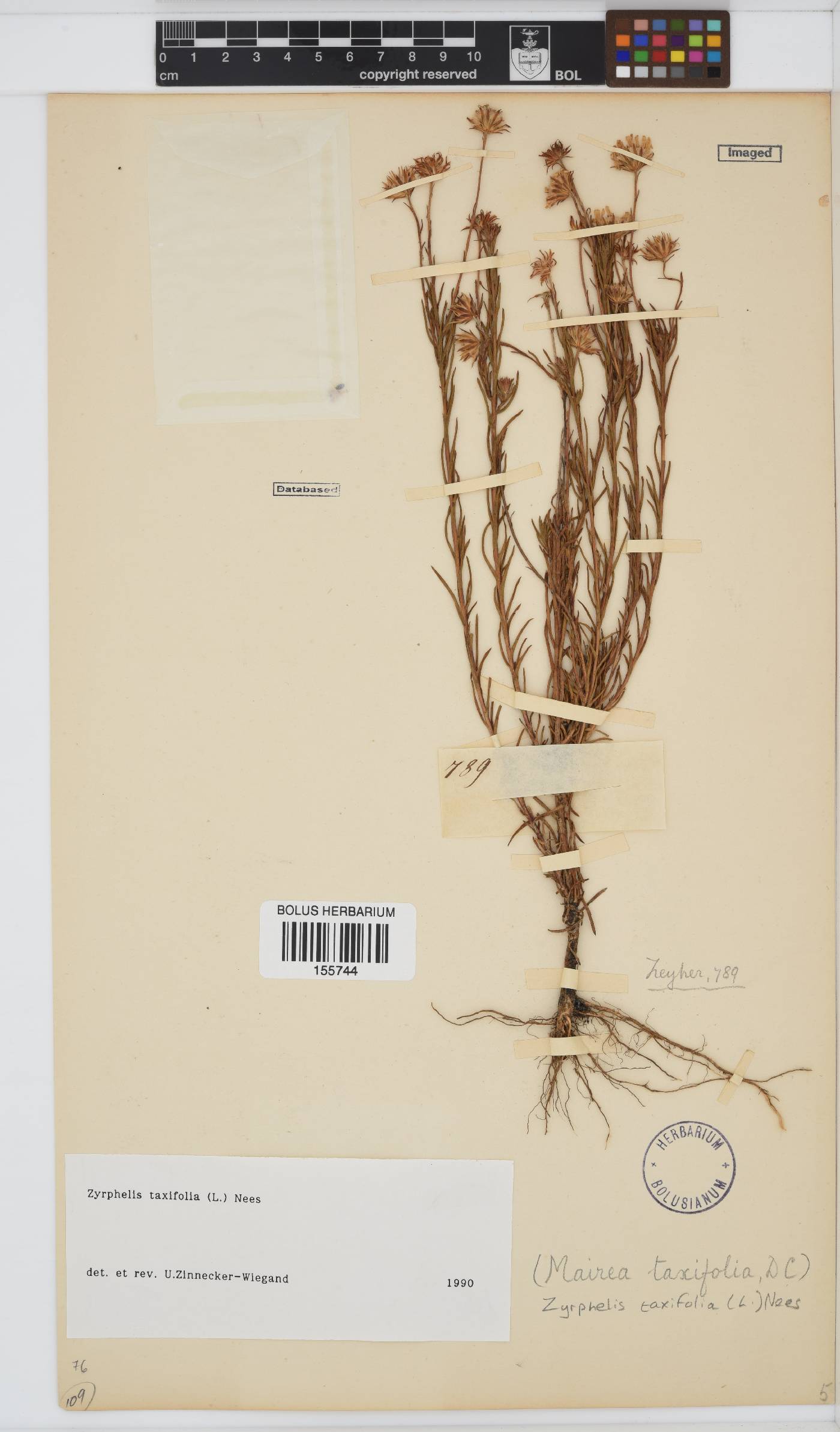 Zyrphelis taxifolia image