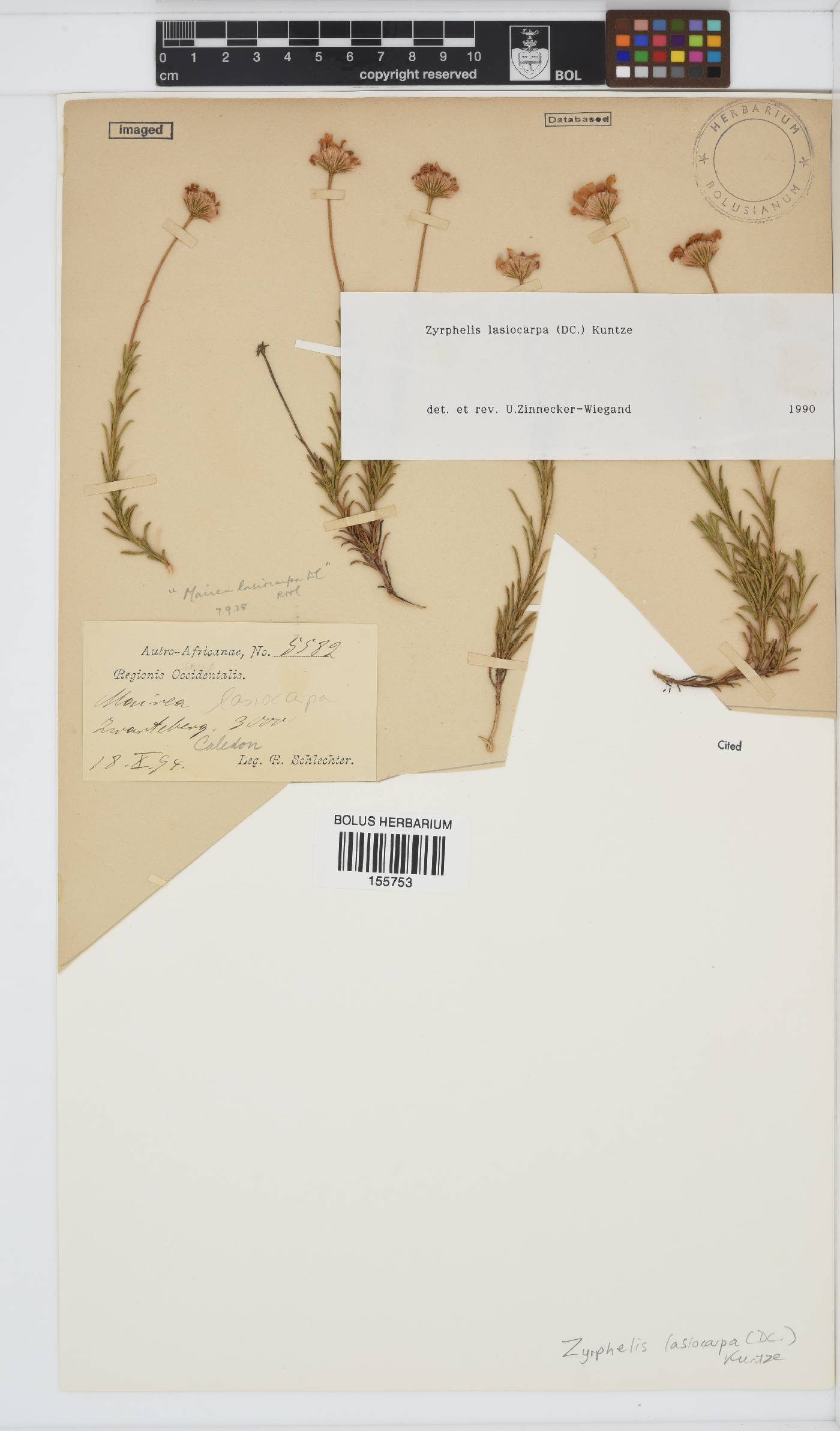 Zyrphelis lasiocarpa image