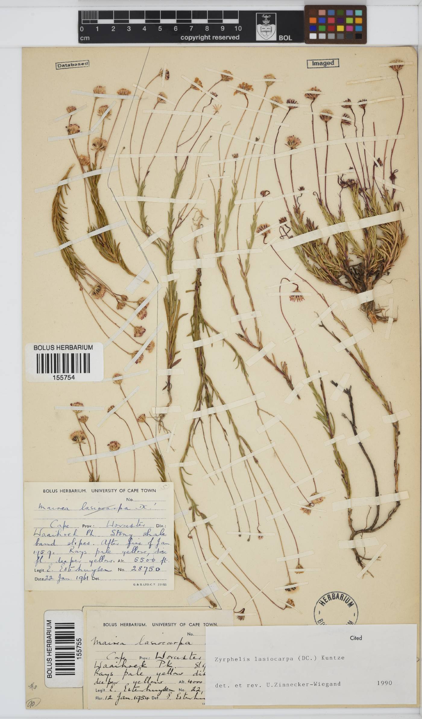 Zyrphelis lasiocarpa image