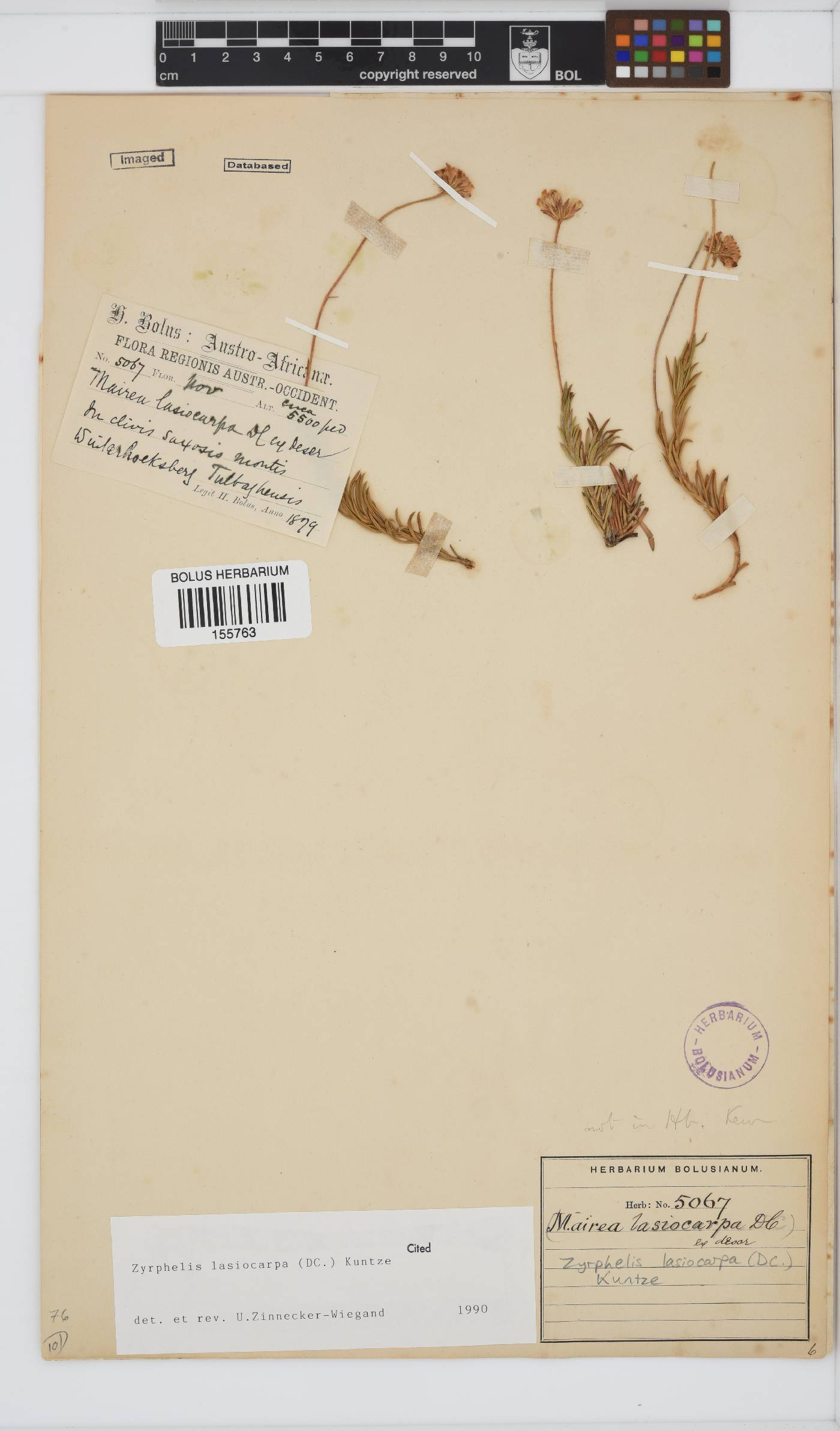 Zyrphelis lasiocarpa image
