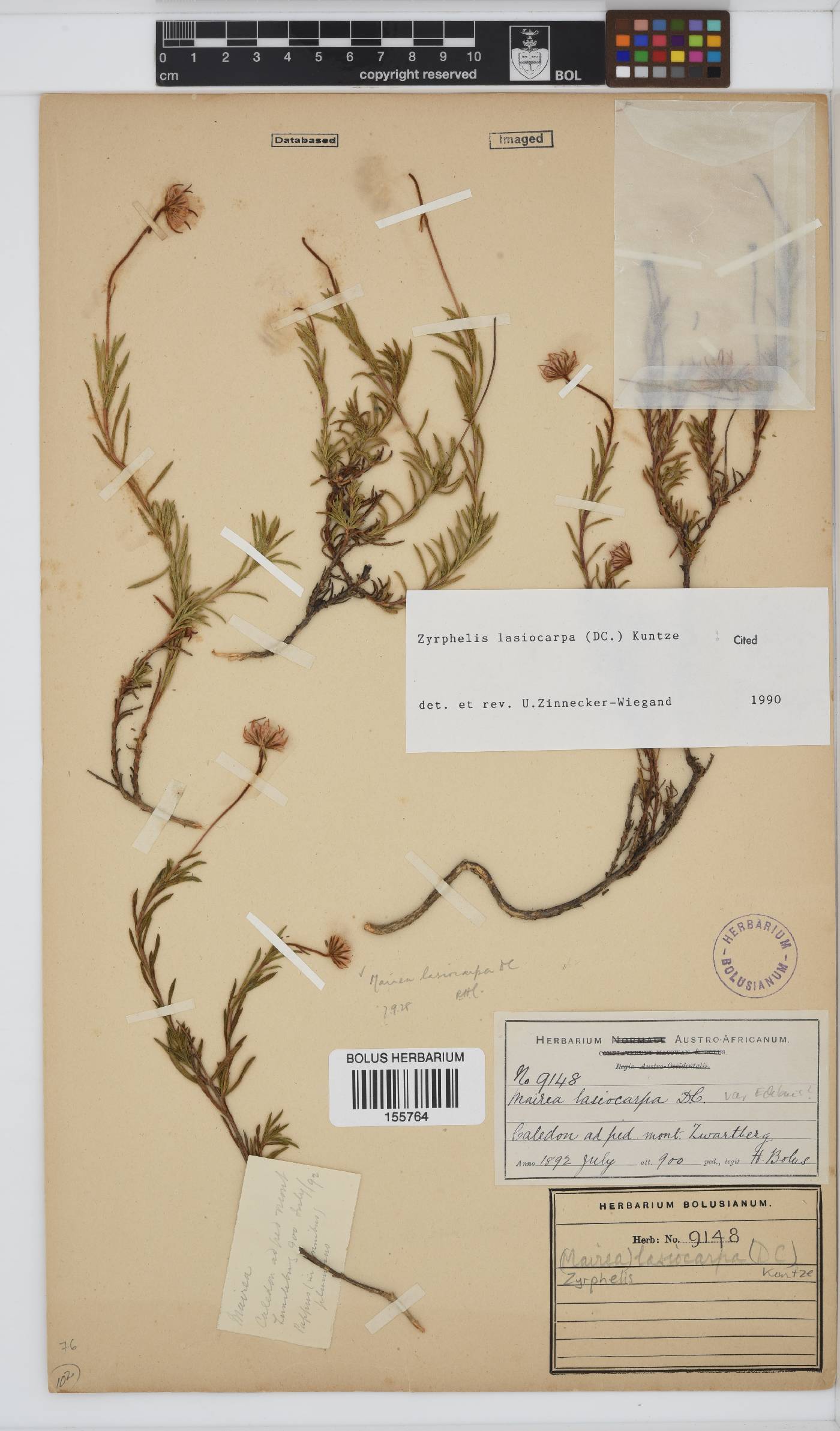 Zyrphelis lasiocarpa image