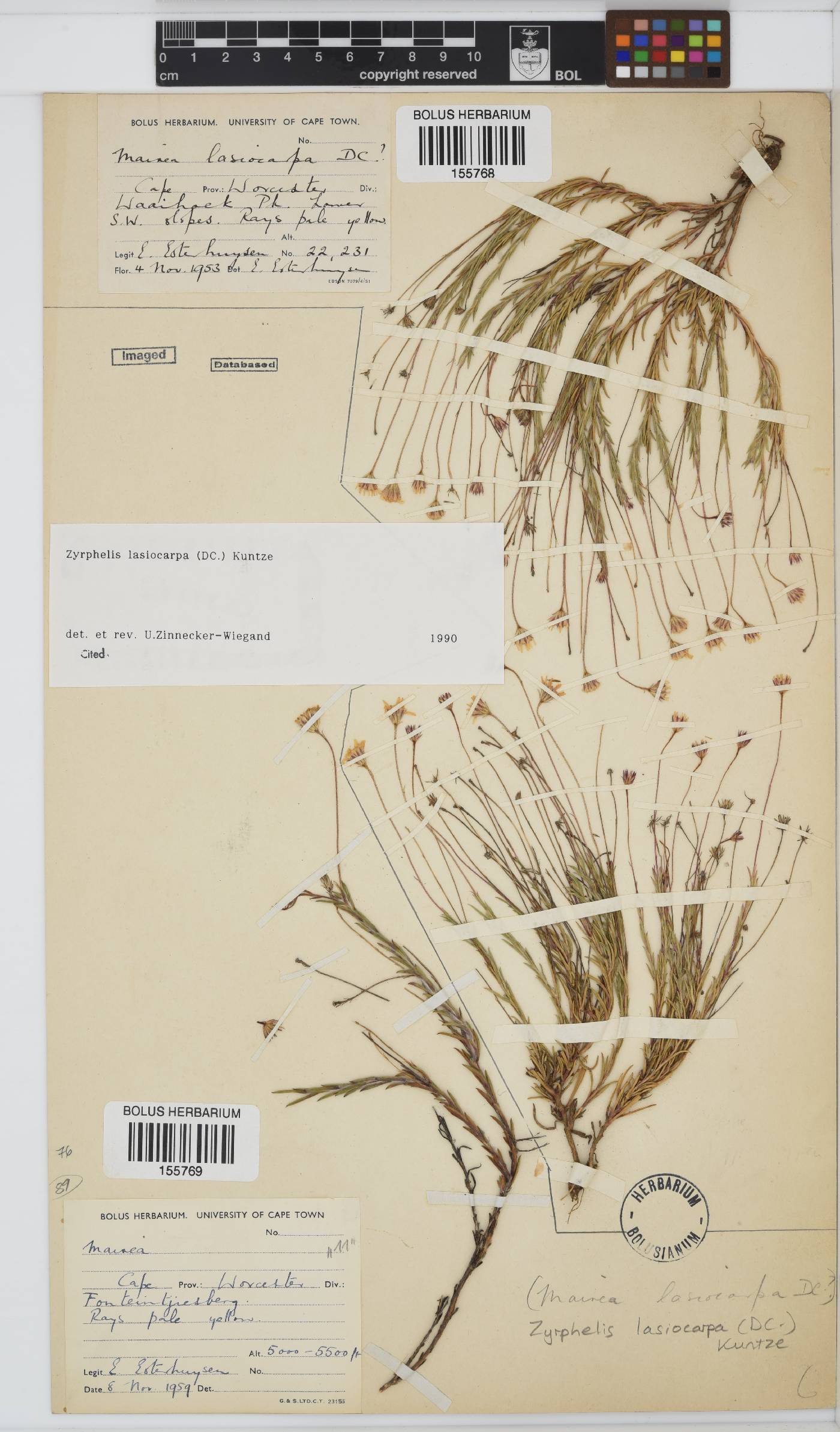 Zyrphelis lasiocarpa image