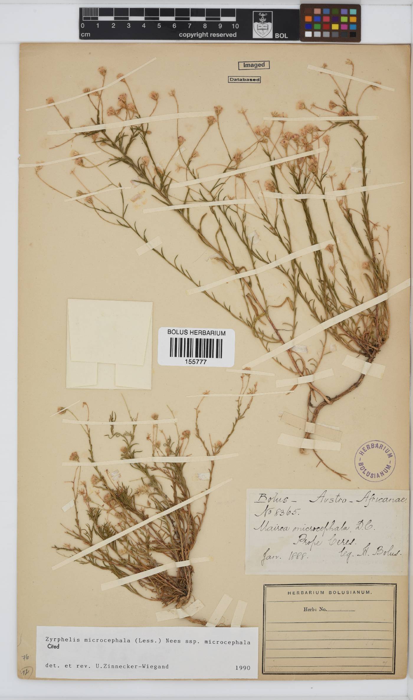 Zyrphelis microcephala subsp. microcephala image